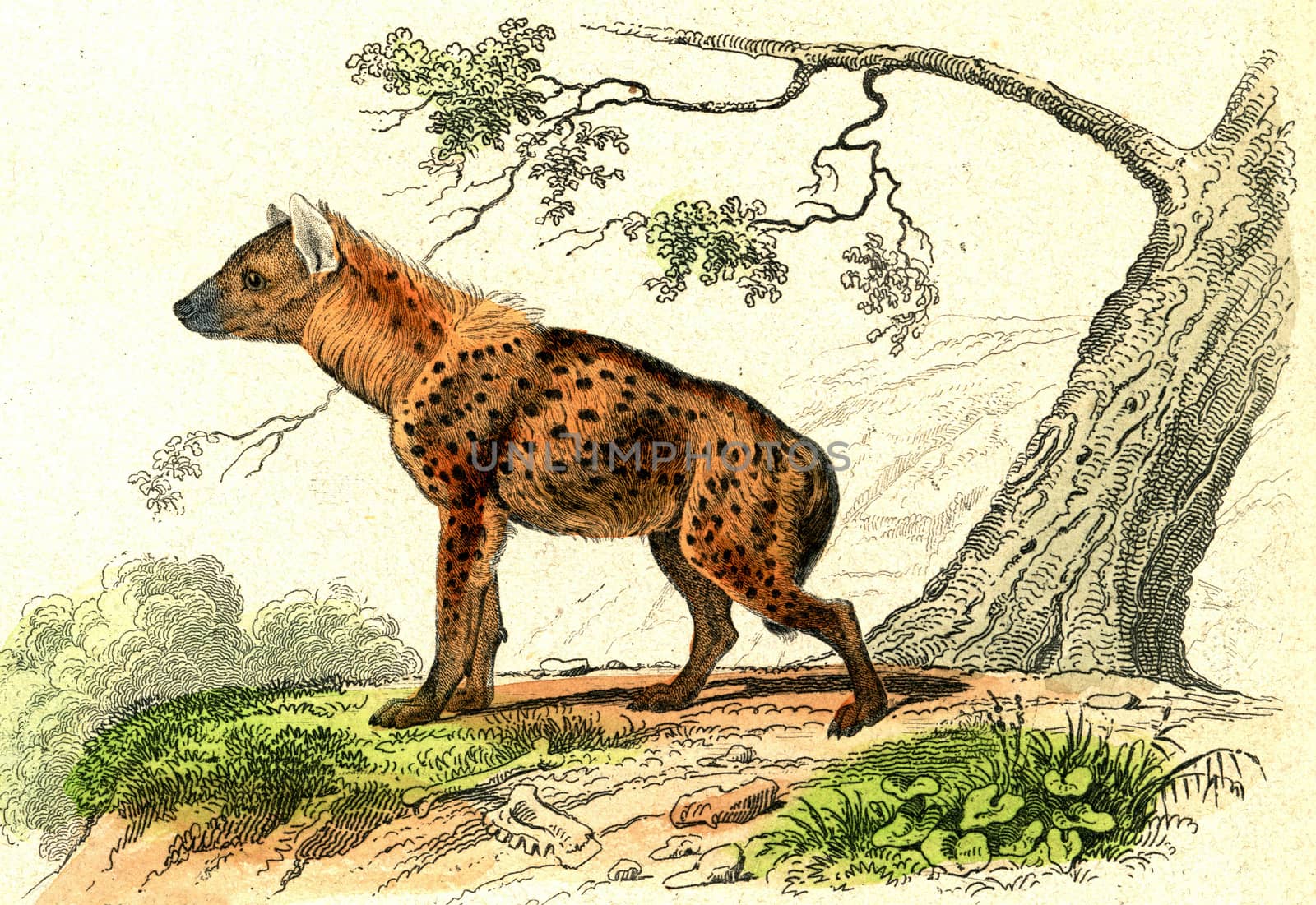 The Spotted Hyena, vintage engraving. by Morphart