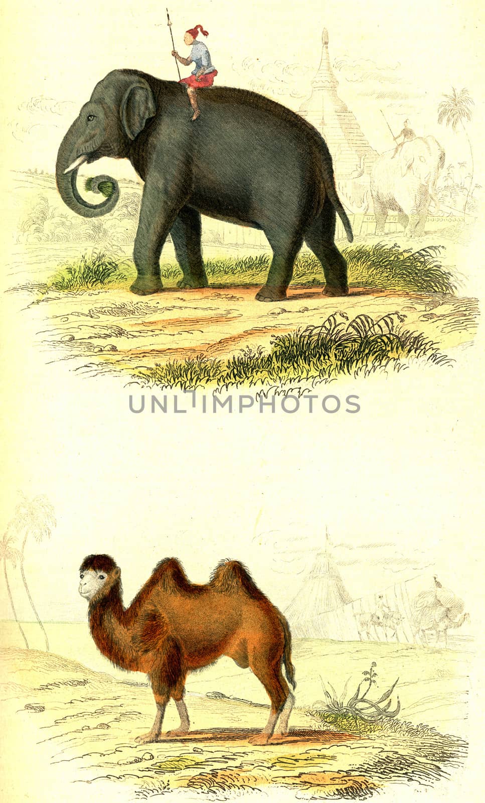 The Elephant, The Camel, vintage engraved illustration. From Buffon Complete Work.

