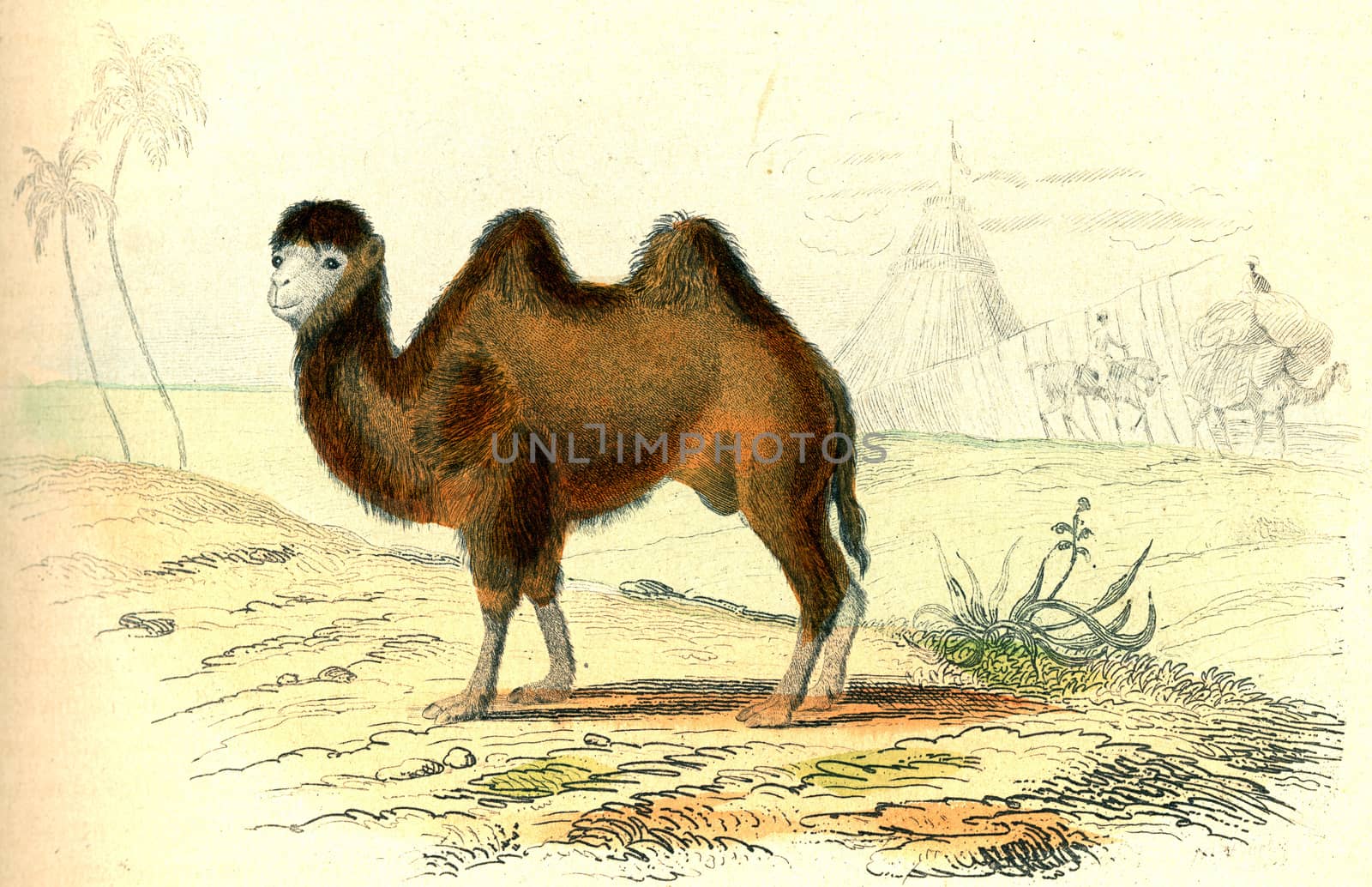 The camel, vintage engraving. by Morphart
