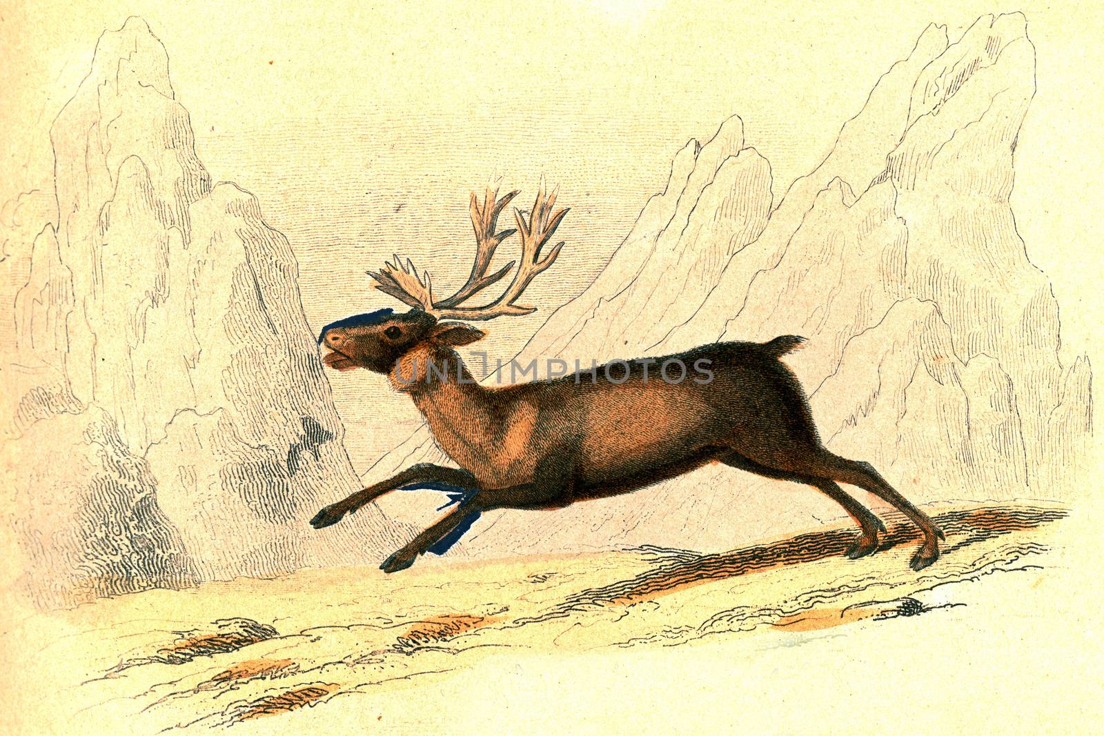 Reindeer, vintage engraving. by Morphart