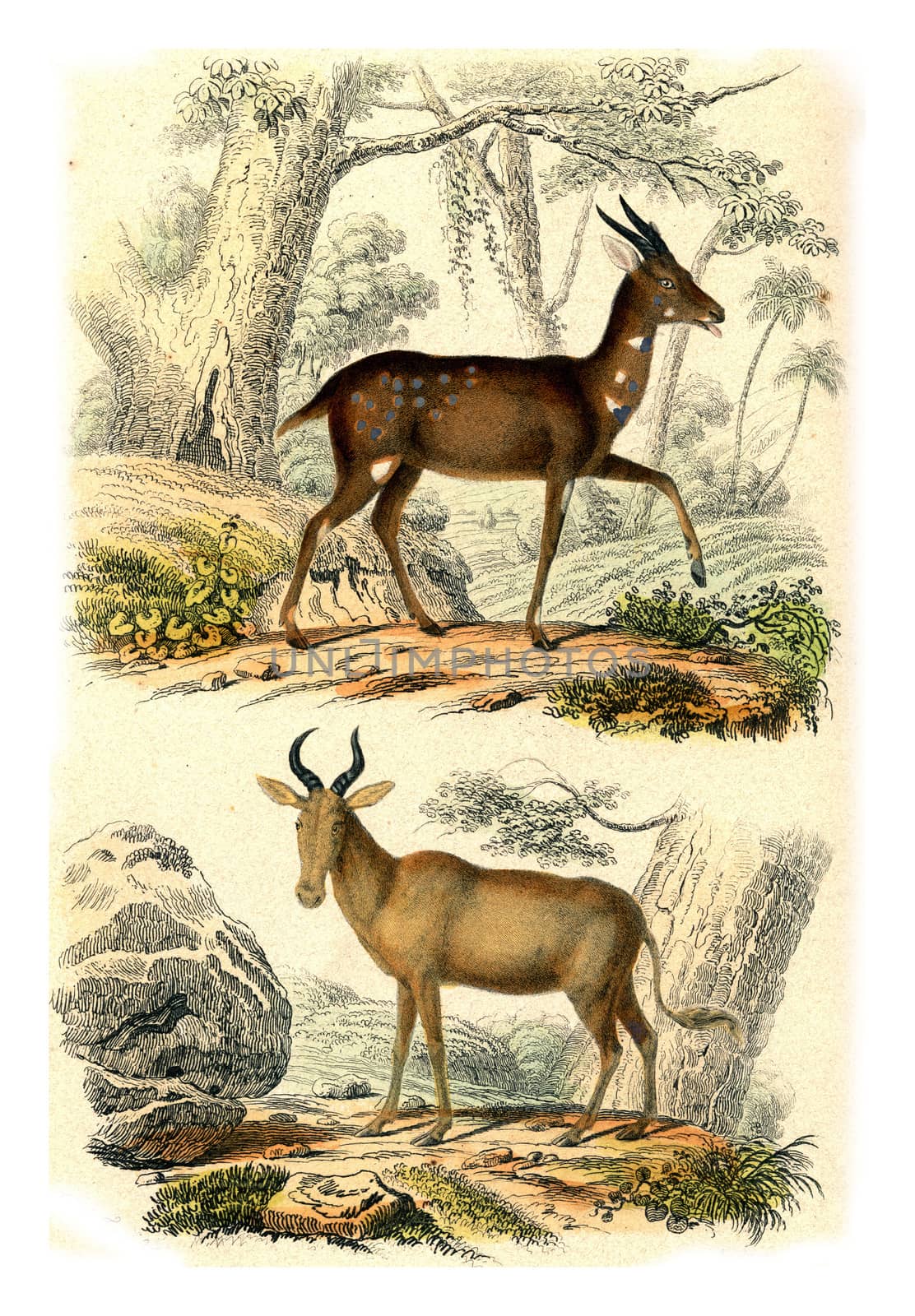 The Bushbuck, Bubale, vintage engraving. by Morphart