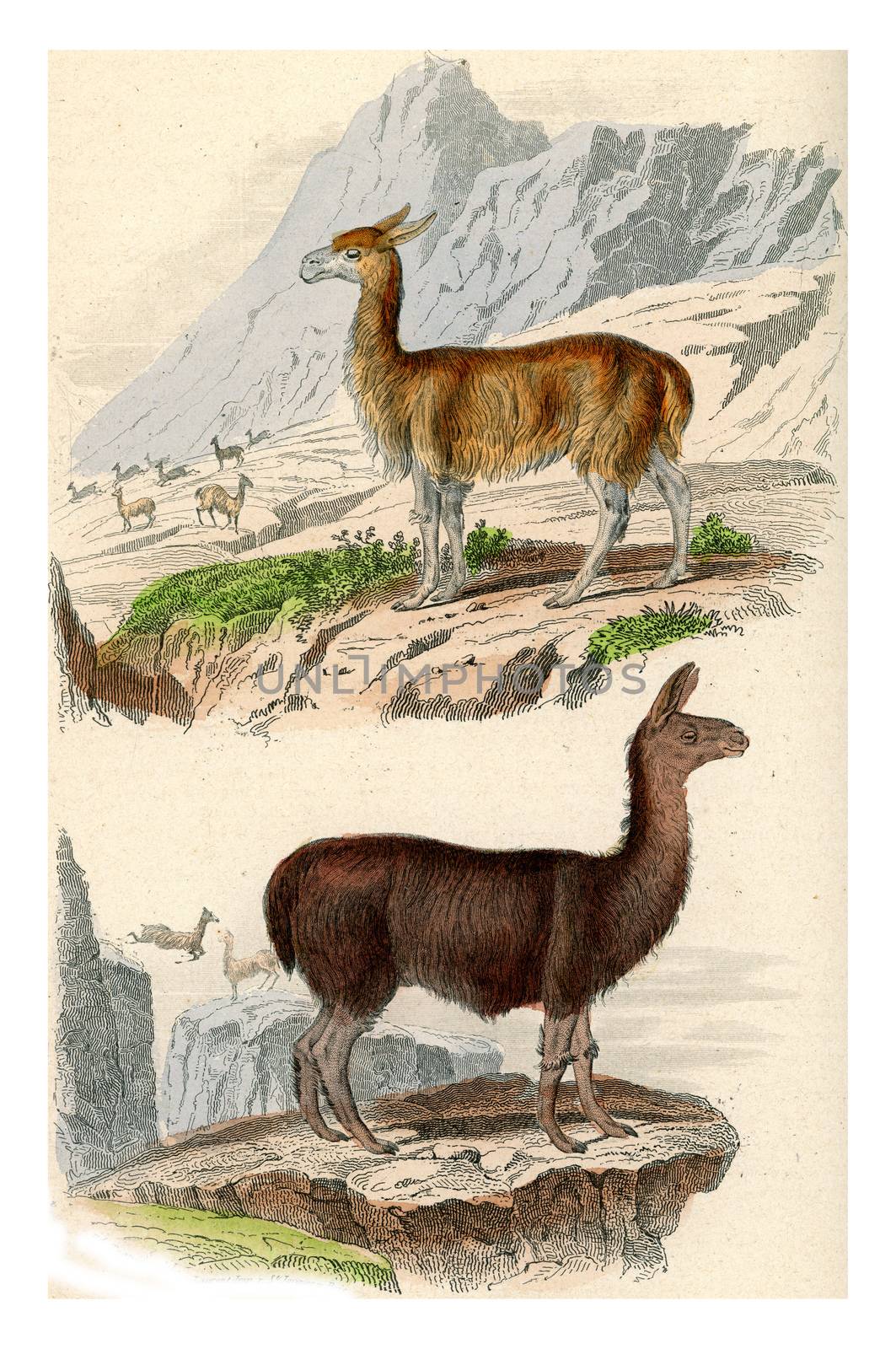 The Vicuña, The llama, vintage engraving. by Morphart