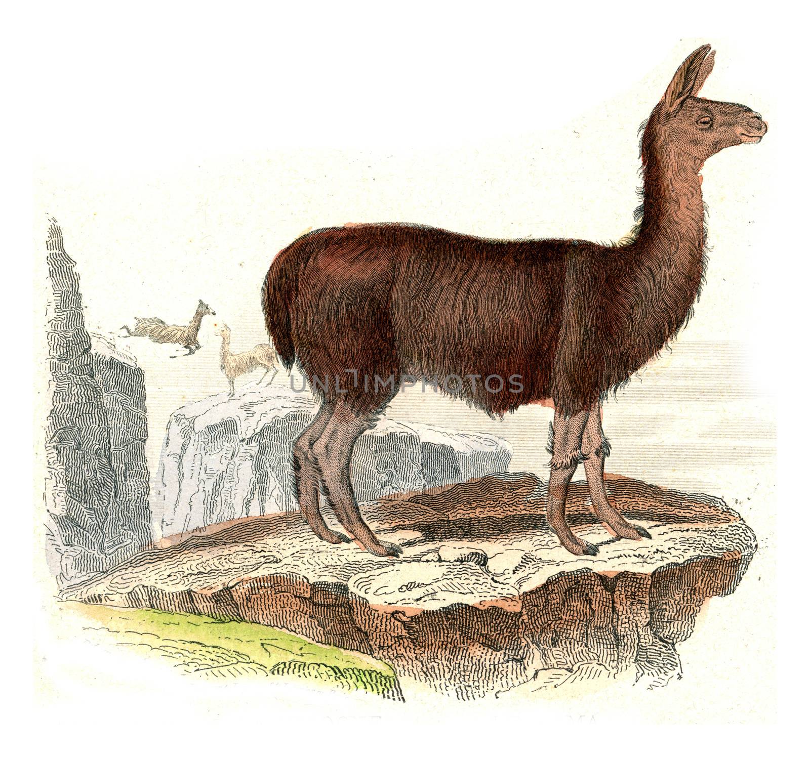 The llama, vintage engraving. by Morphart