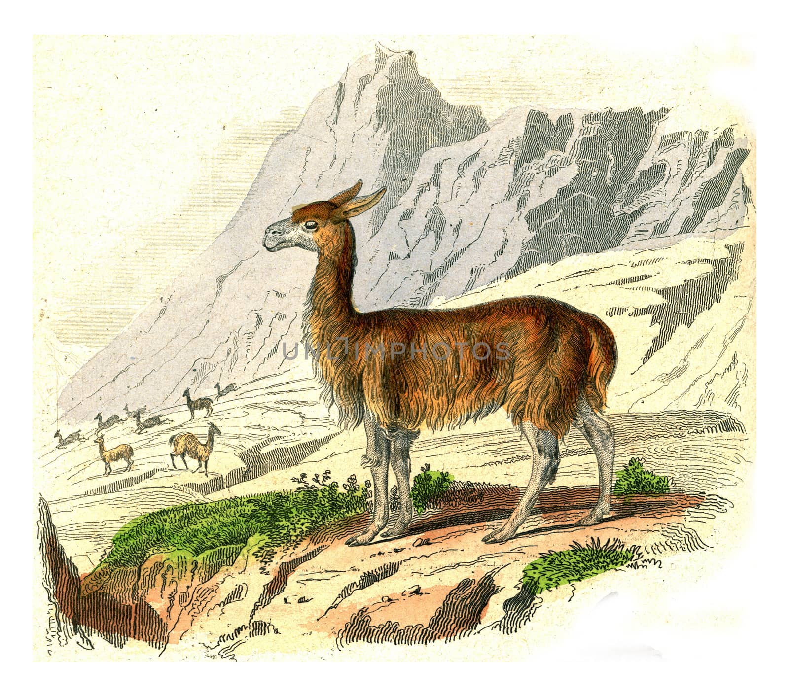 The Vicuña, vintage engraved illustration. From Buffon Complete Work.
