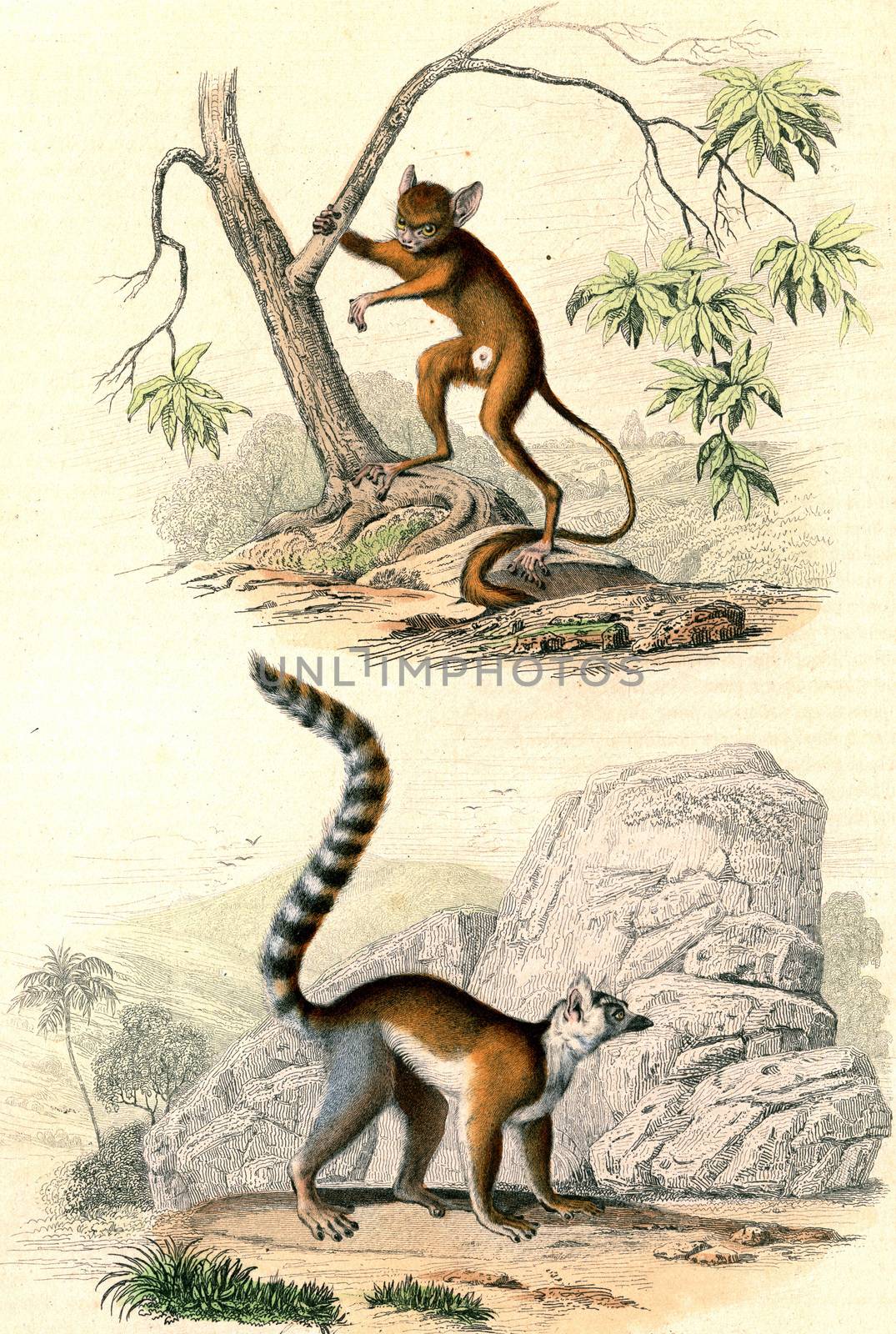 Ring-tailed lemur, Tarsier, vintage engraved illustration. From Buffon Complete Work.
