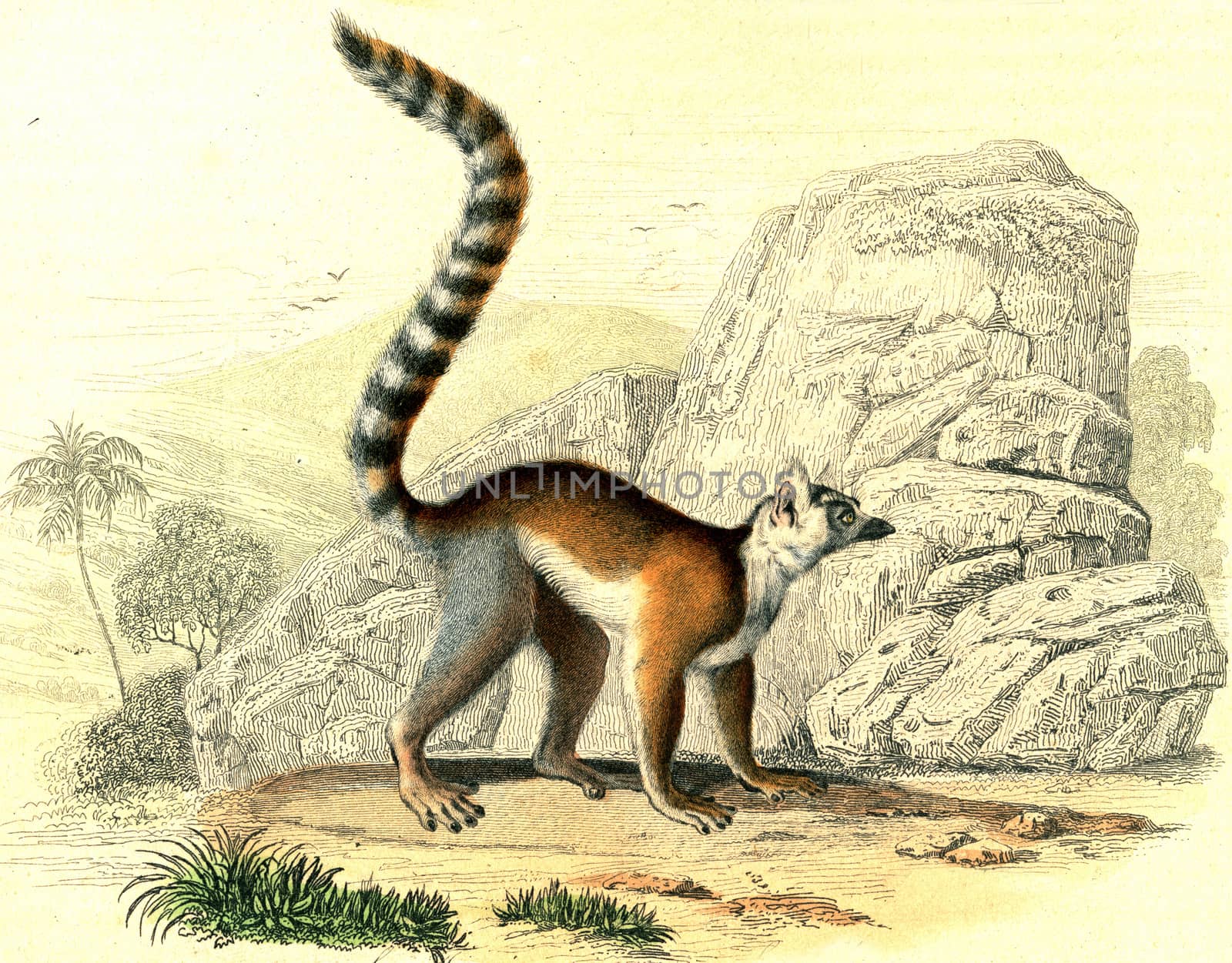 Ring-tailed lemur, vintage engraved illustration. From Buffon Complete Work.
