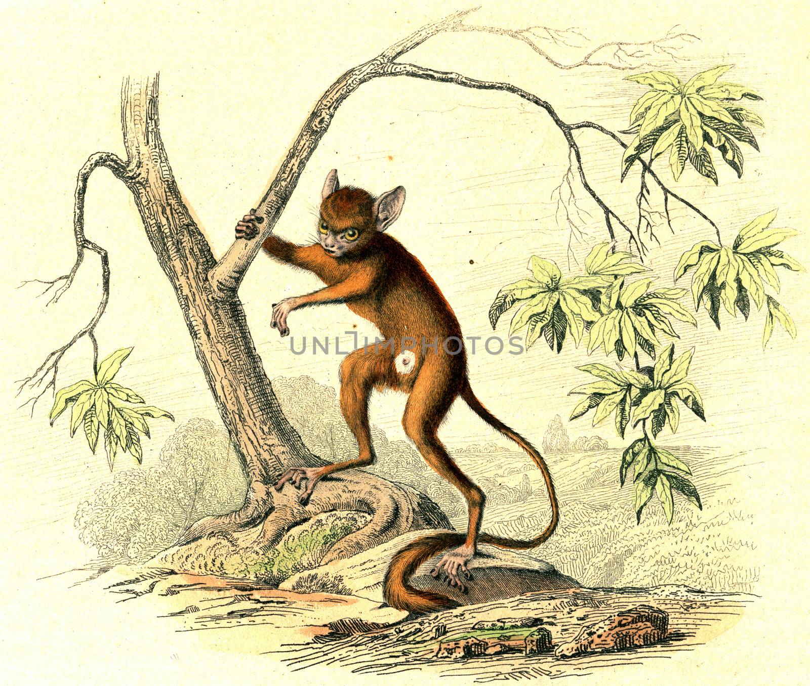 Tarsier, vintage engraved illustration. From Buffon Complete Work.
