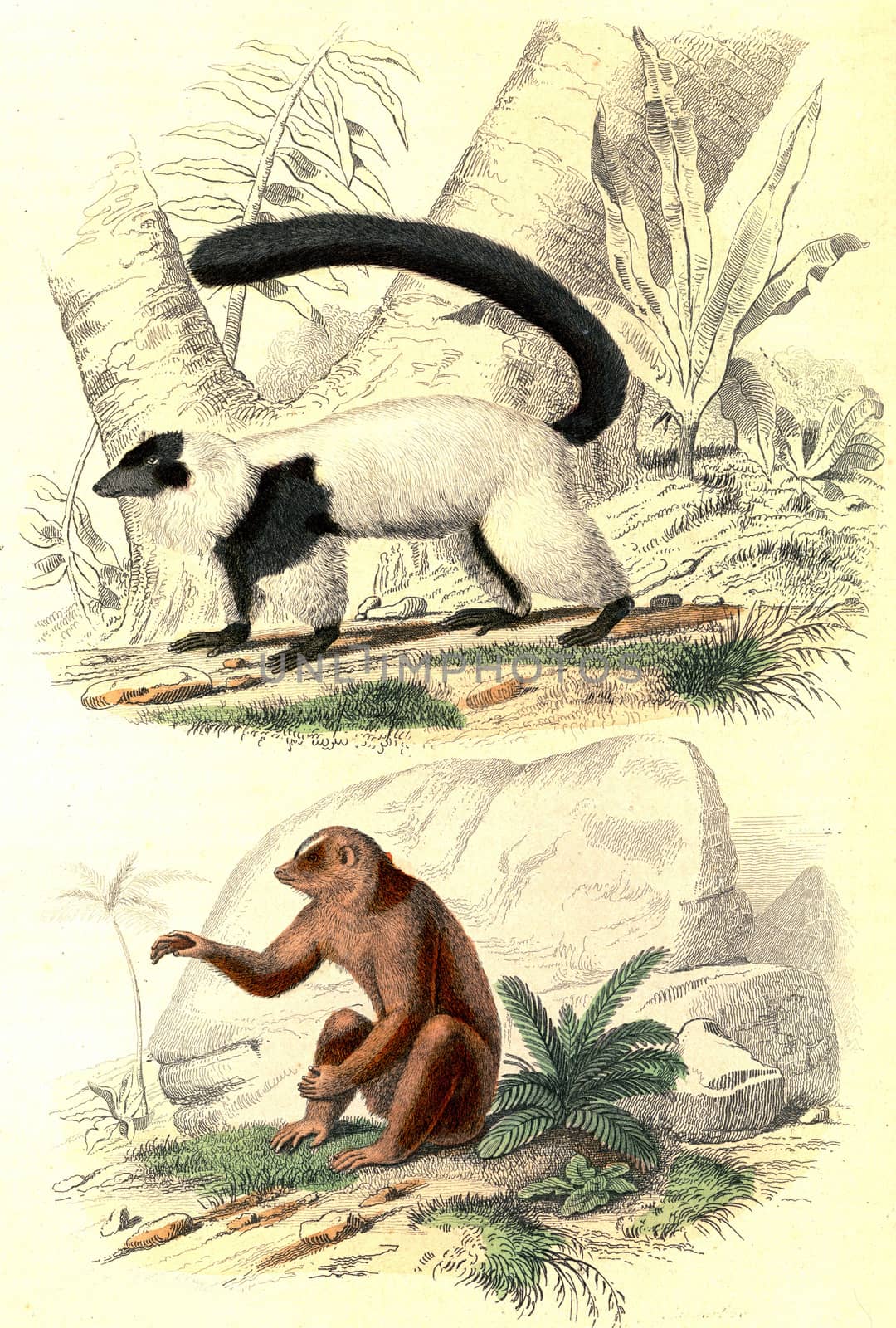 The Vari, The Bengal Loris, vintage engraved illustration. From Buffon Complete Work.
