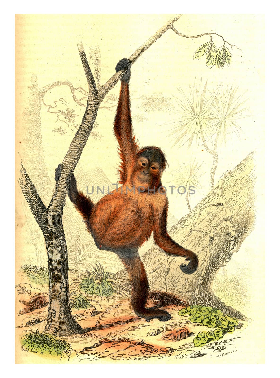 Orangutang, vintage engraving. by Morphart