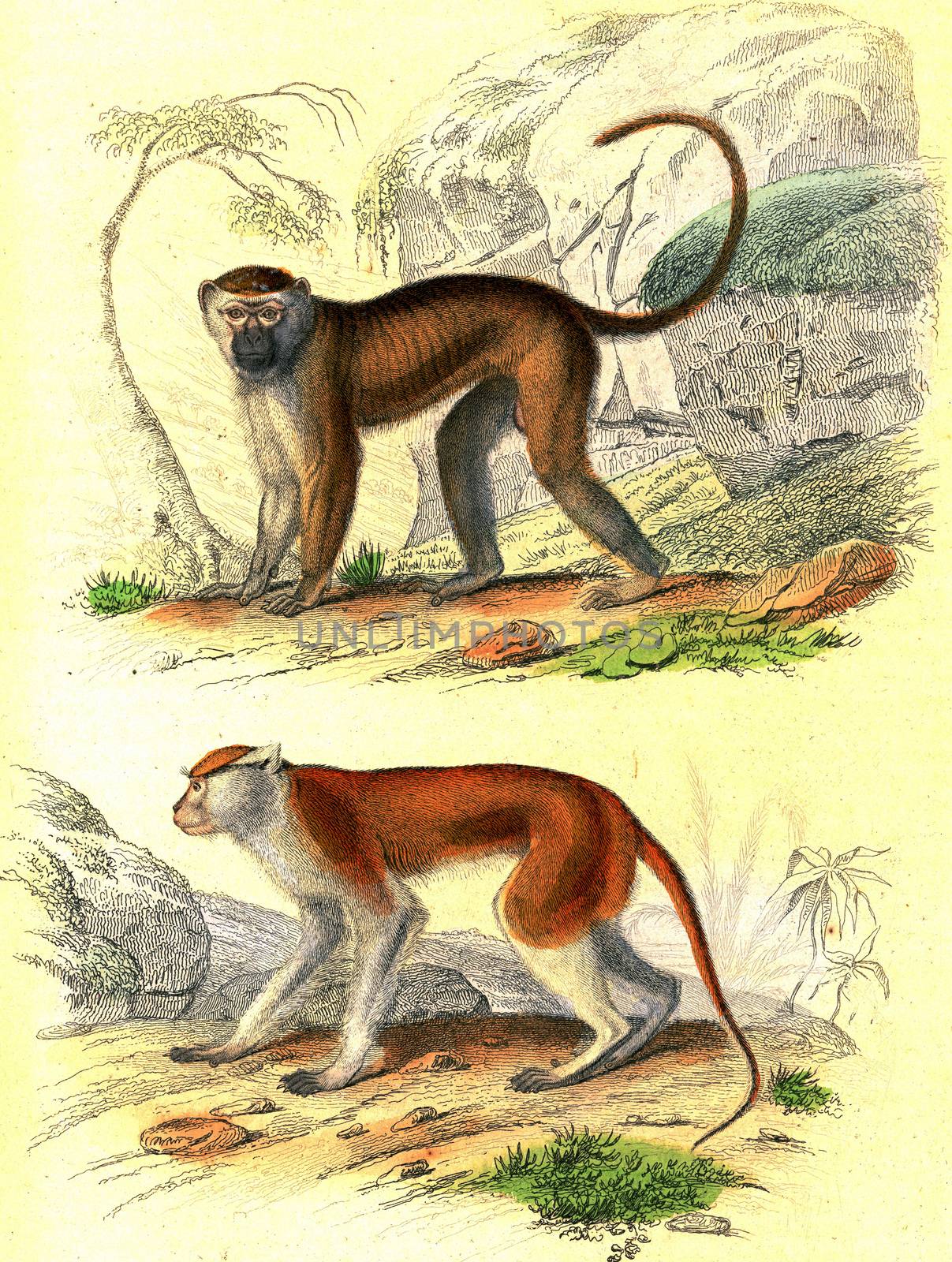 The Malbrouck, The Patas, vintage engraved illustration. From Buffon Complete Work.
