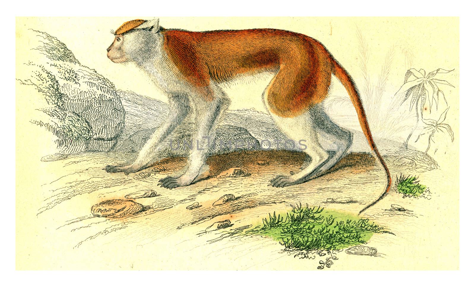 The Patas Monkey, vintage engraving. by Morphart