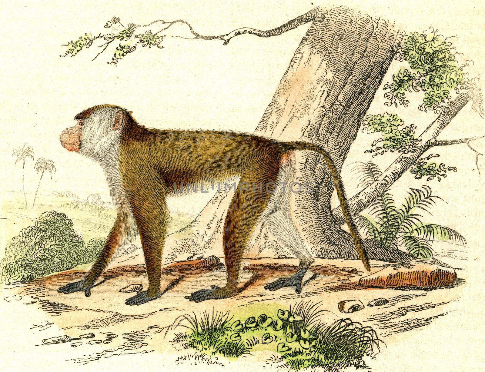 The Macaque, vintage engraving. by Morphart