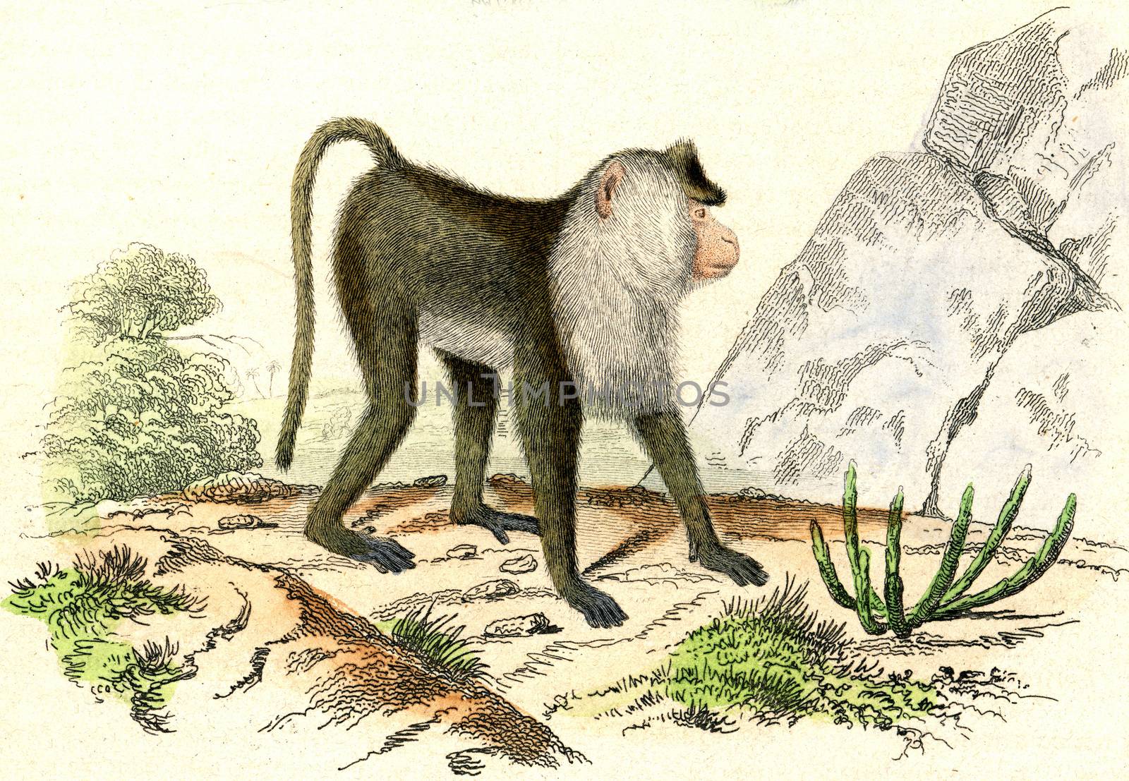 The Egret Monkey, vintage engraving. by Morphart