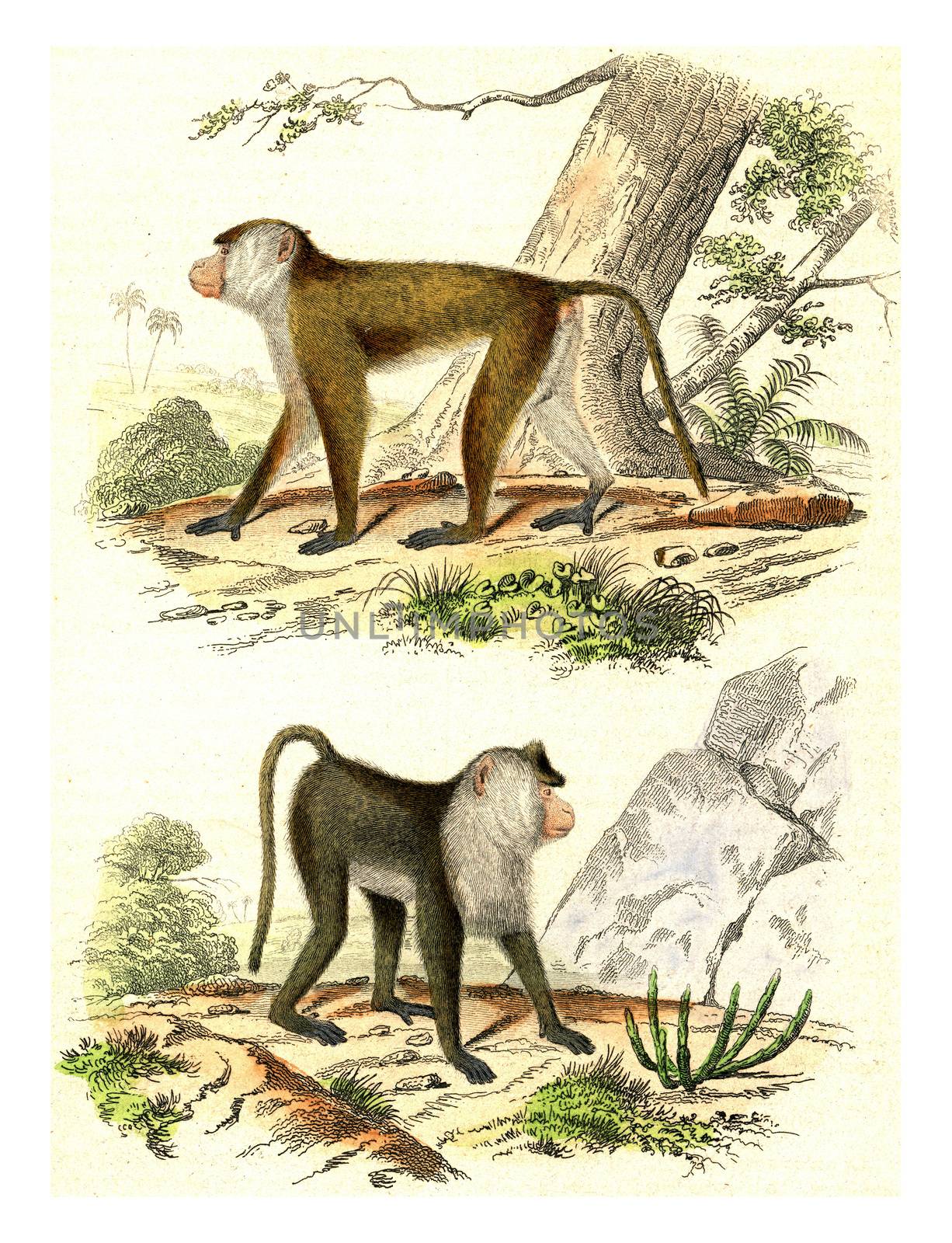 The Macaque, The Egret Monkey, vintage engraving. by Morphart