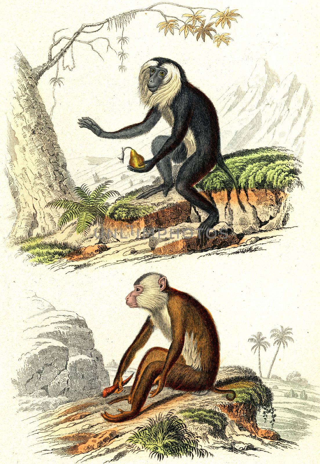 Lion-tailed macaque, The maimon, vintage engraved illustration. From Buffon Complete Work.
