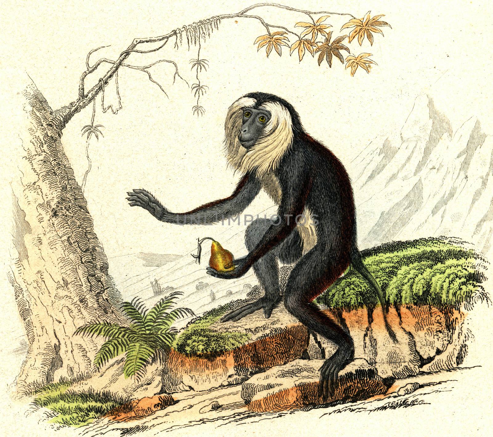 Lion-tailed macaque, vintage engraved illustration. From Buffon Complete Work.
