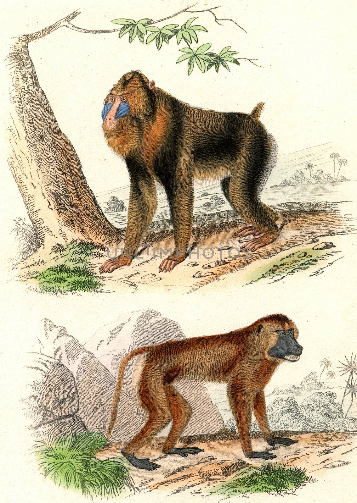 The Mandrill, The Papion, vintage engraving. by Morphart