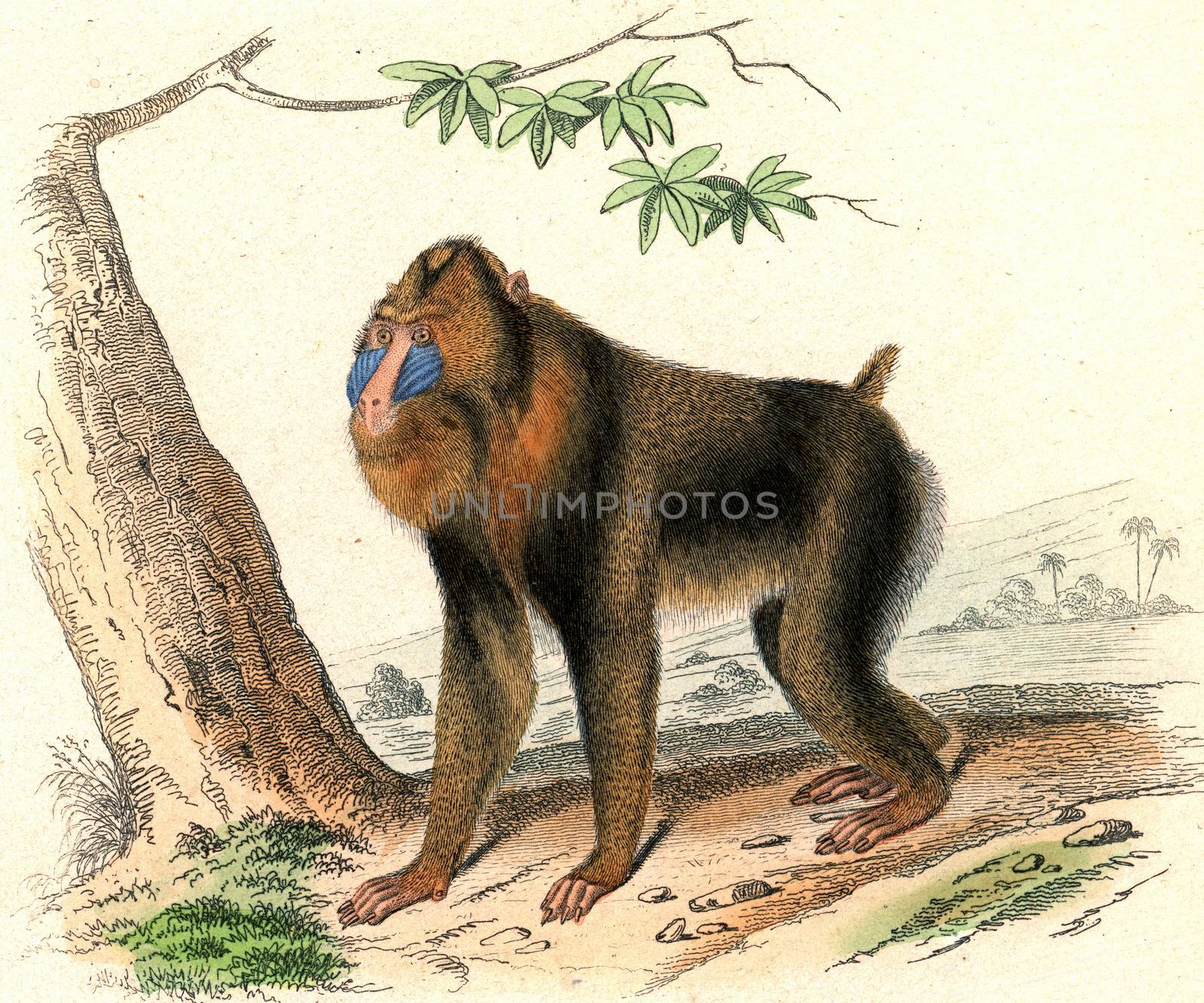 The Mandrill, vintage engraved illustration. From Buffon Complete Work.
