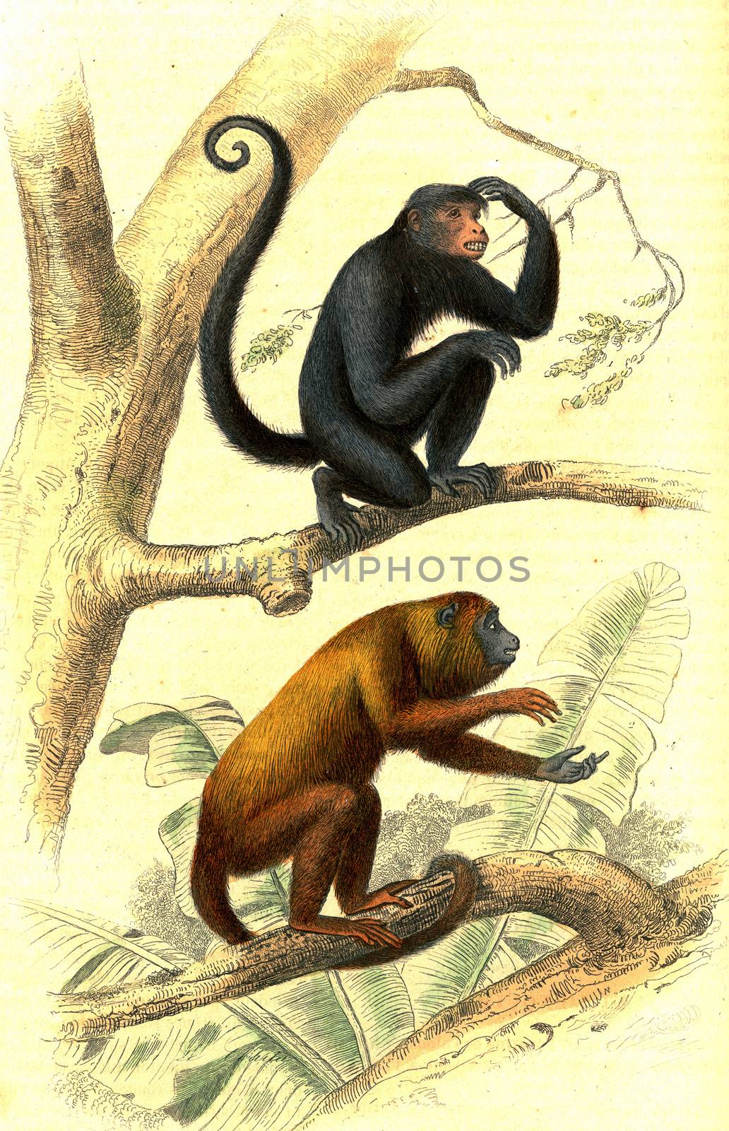 The Coaita, Howler monkeys, vintage engraved illustration. From Buffon Complete Work.
