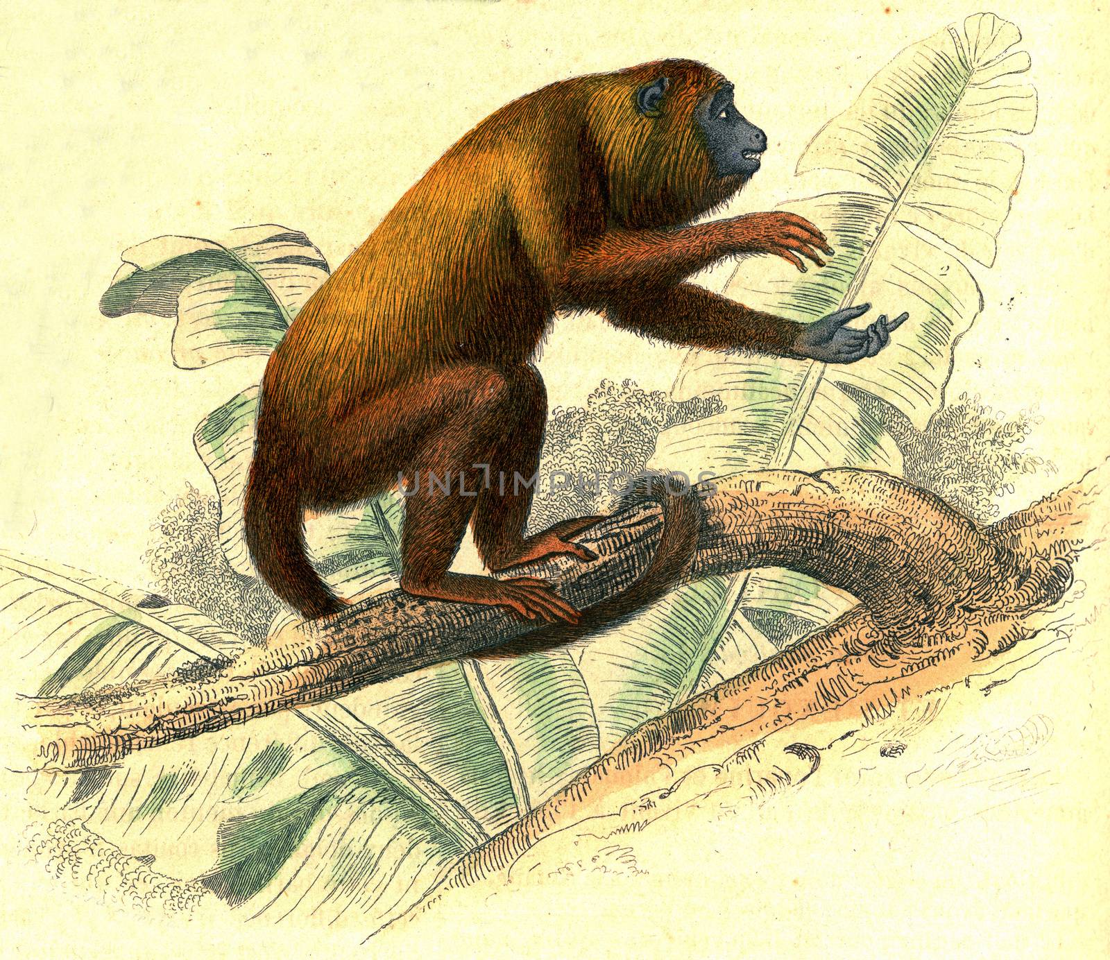 Howler monkeys, vintage engraving. by Morphart