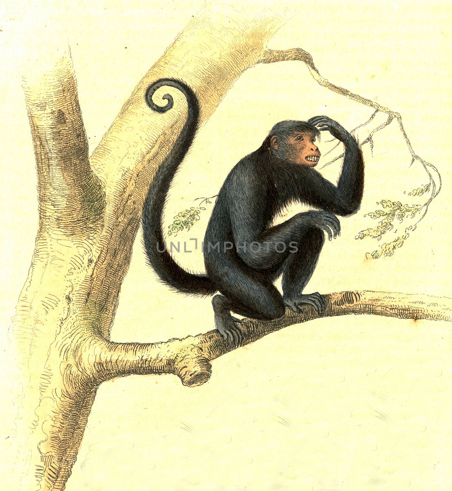 The Coaita, Howler monkeys, vintage engraved illustration. From Buffon Complete Work.
