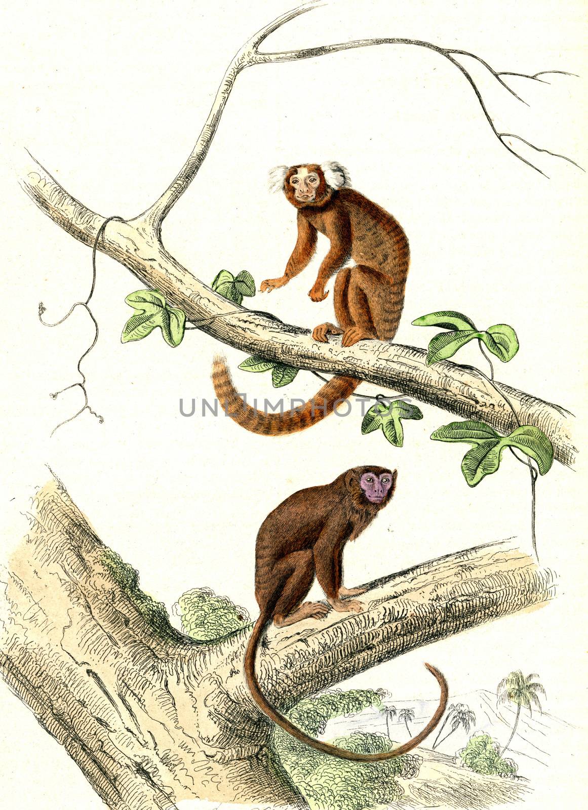 The Marmoset, The Tamarin, vintage engraving. by Morphart
