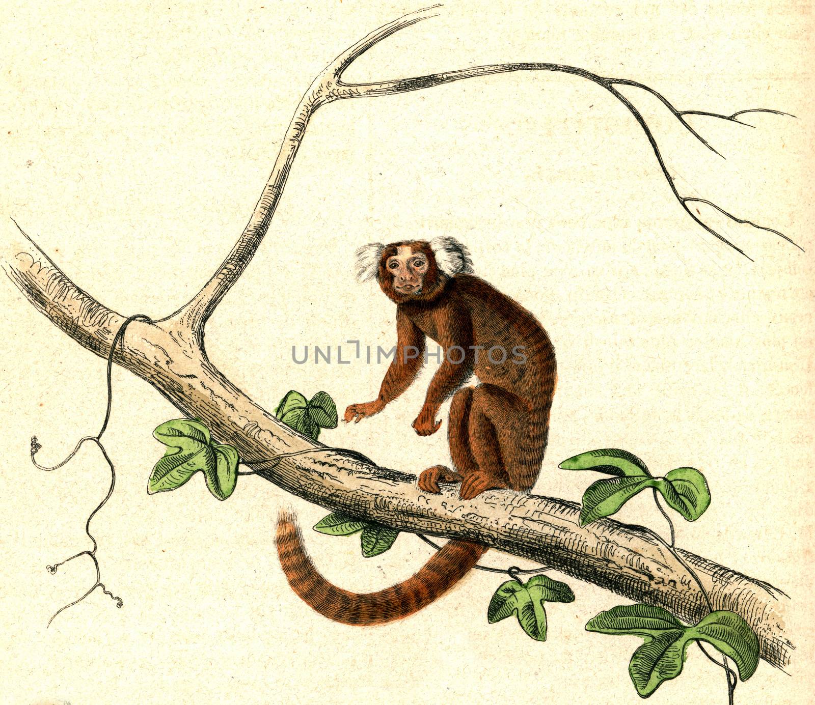 The Marmoset, vintage engraving. by Morphart