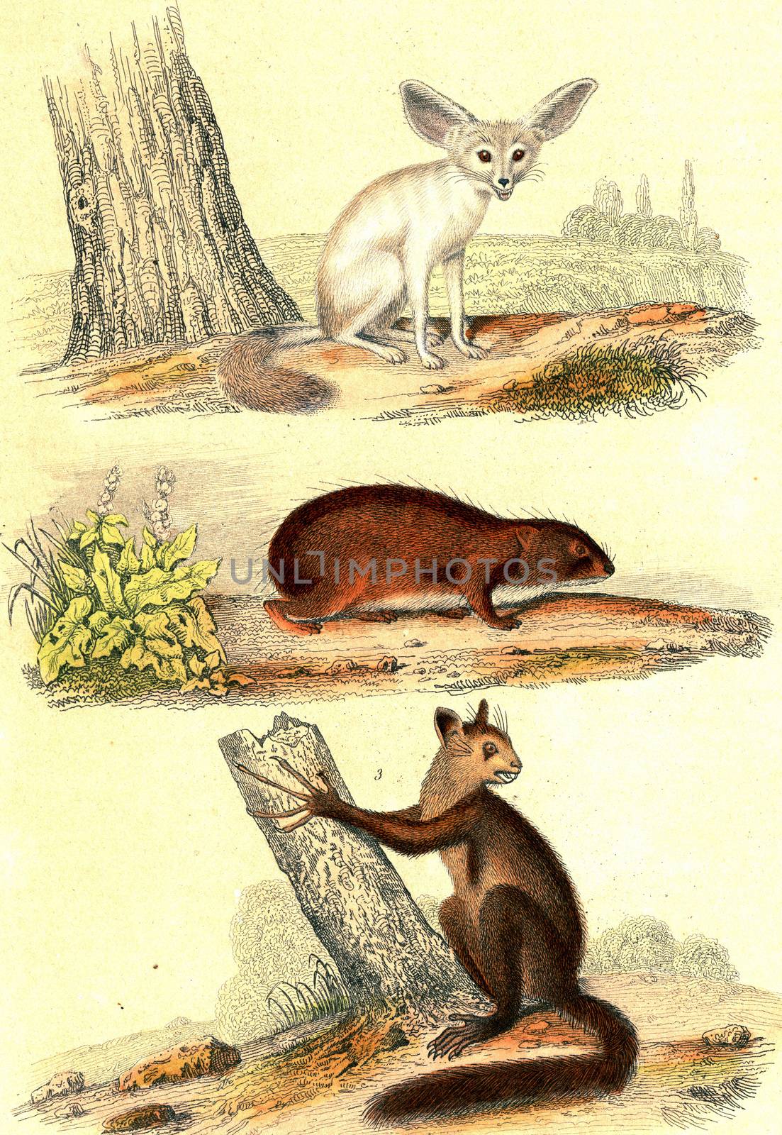 Fennec fox, The Guinea pig, Aye-aye, vintage engraved illustration. From Buffon Complete Work.
