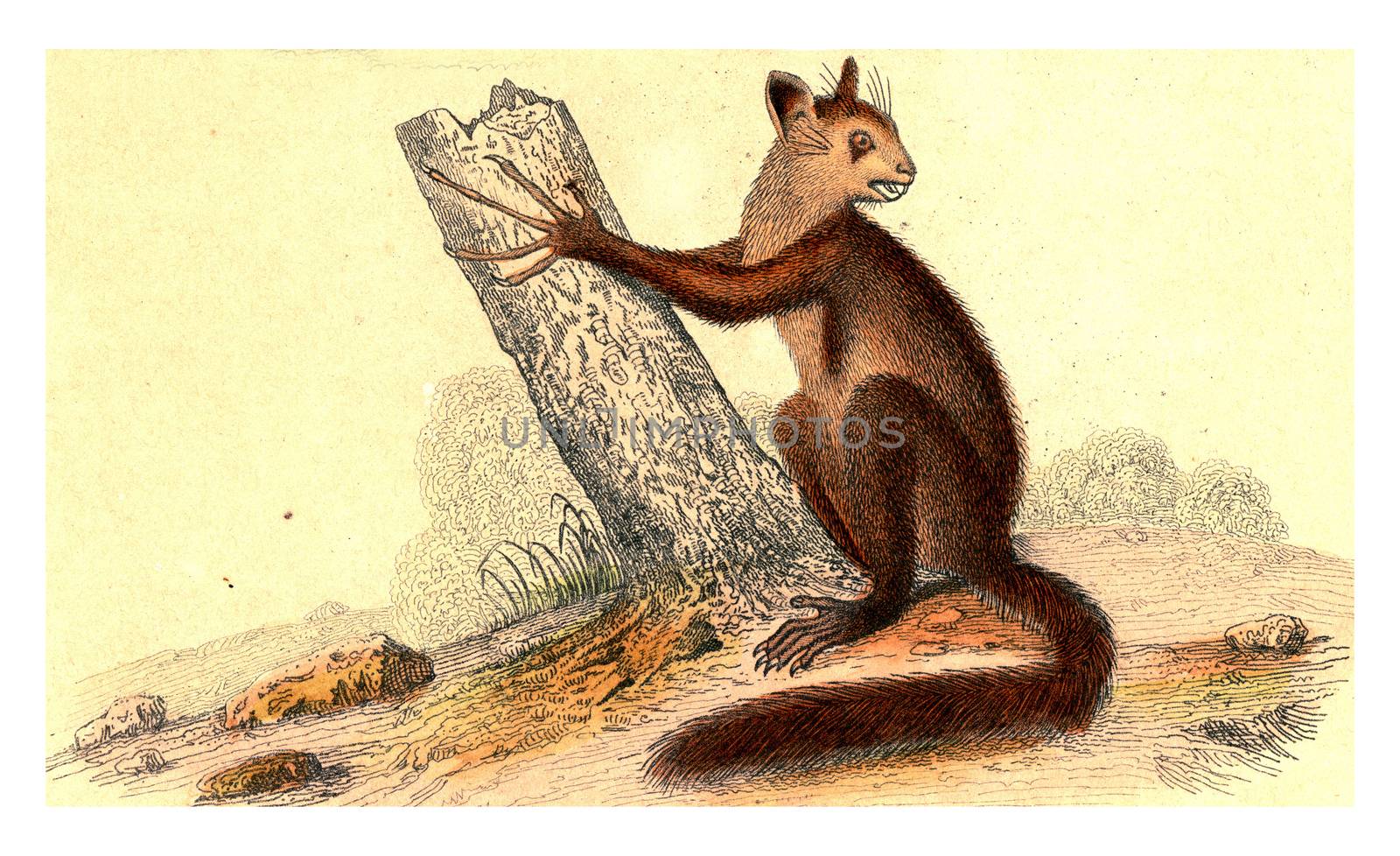 The Aye-Aye, vintage engraved illustration. From Buffon Complete Work.
