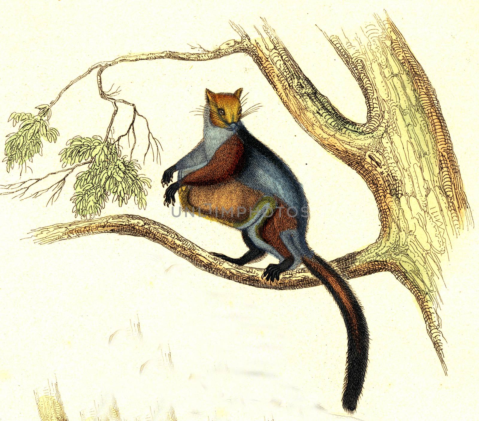 Taguan, The great squirrel of the coast of Malabar, vintage engr by Morphart