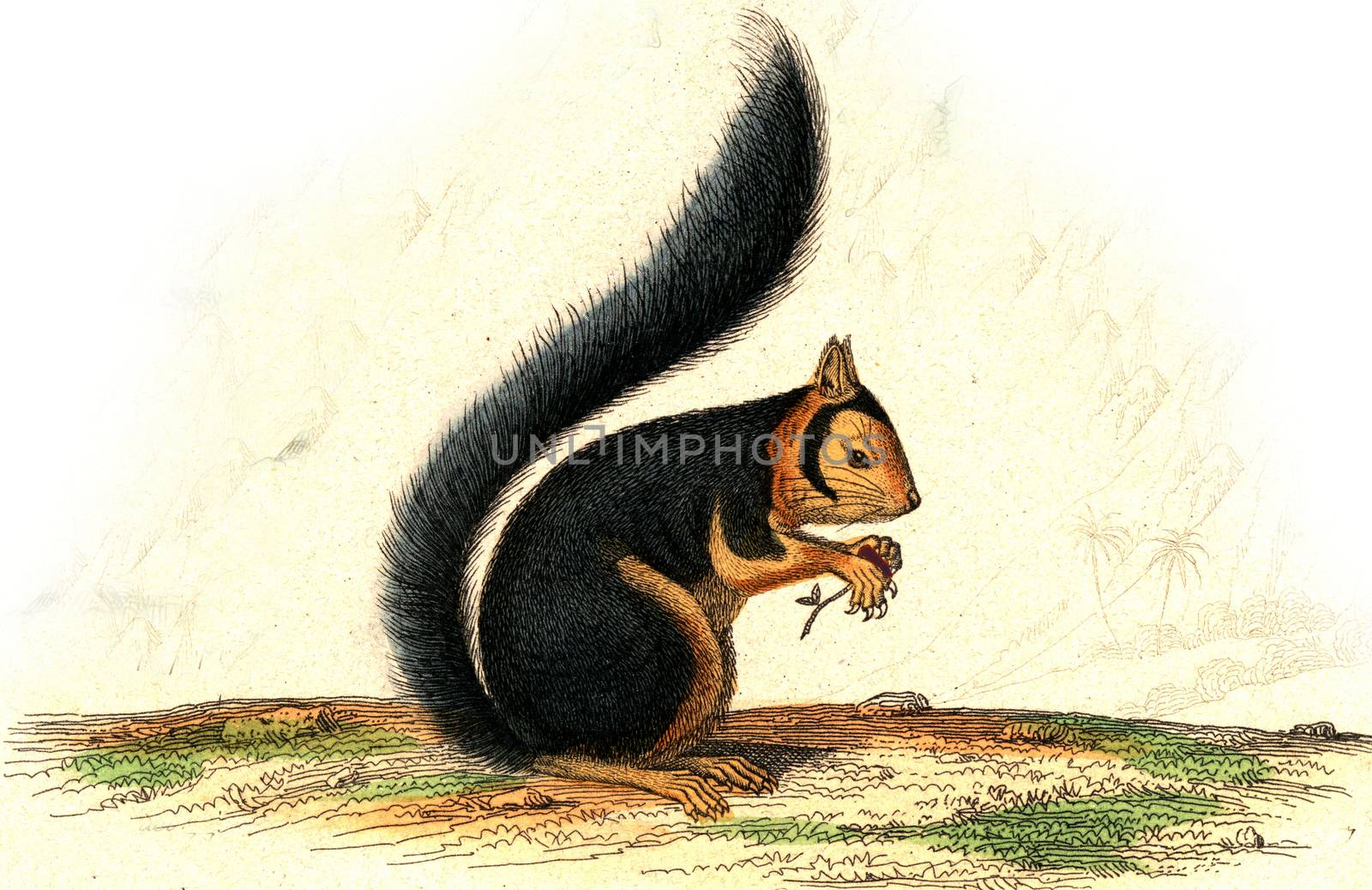 The Squirrel of Madagascar, vintage engraving. by Morphart