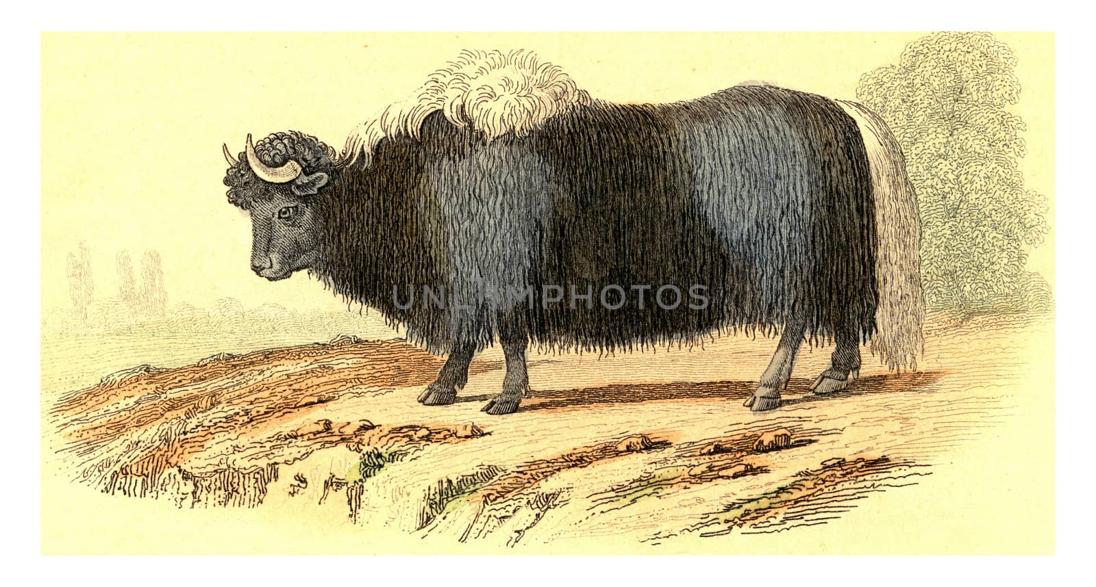 The cow of tartary, vintage engraving. by Morphart