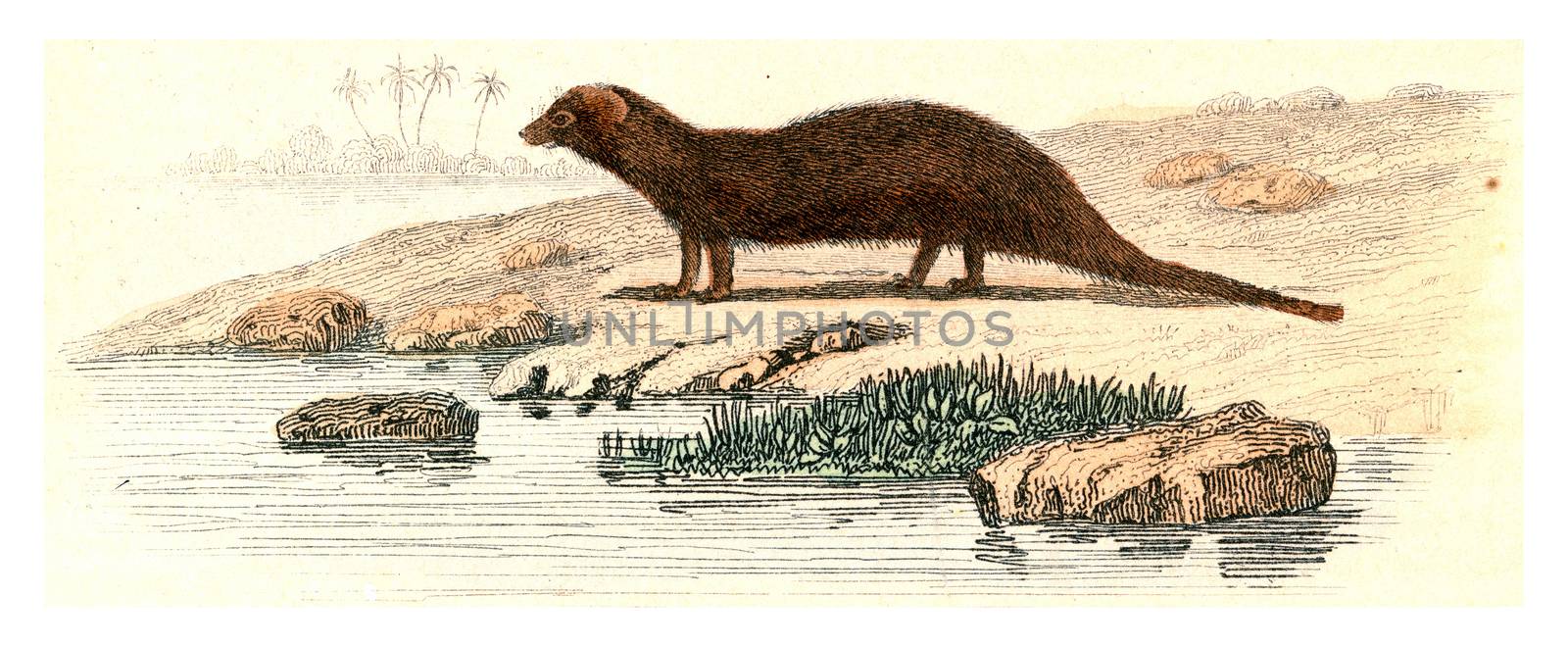 Mongoose, vintage engraving. by Morphart