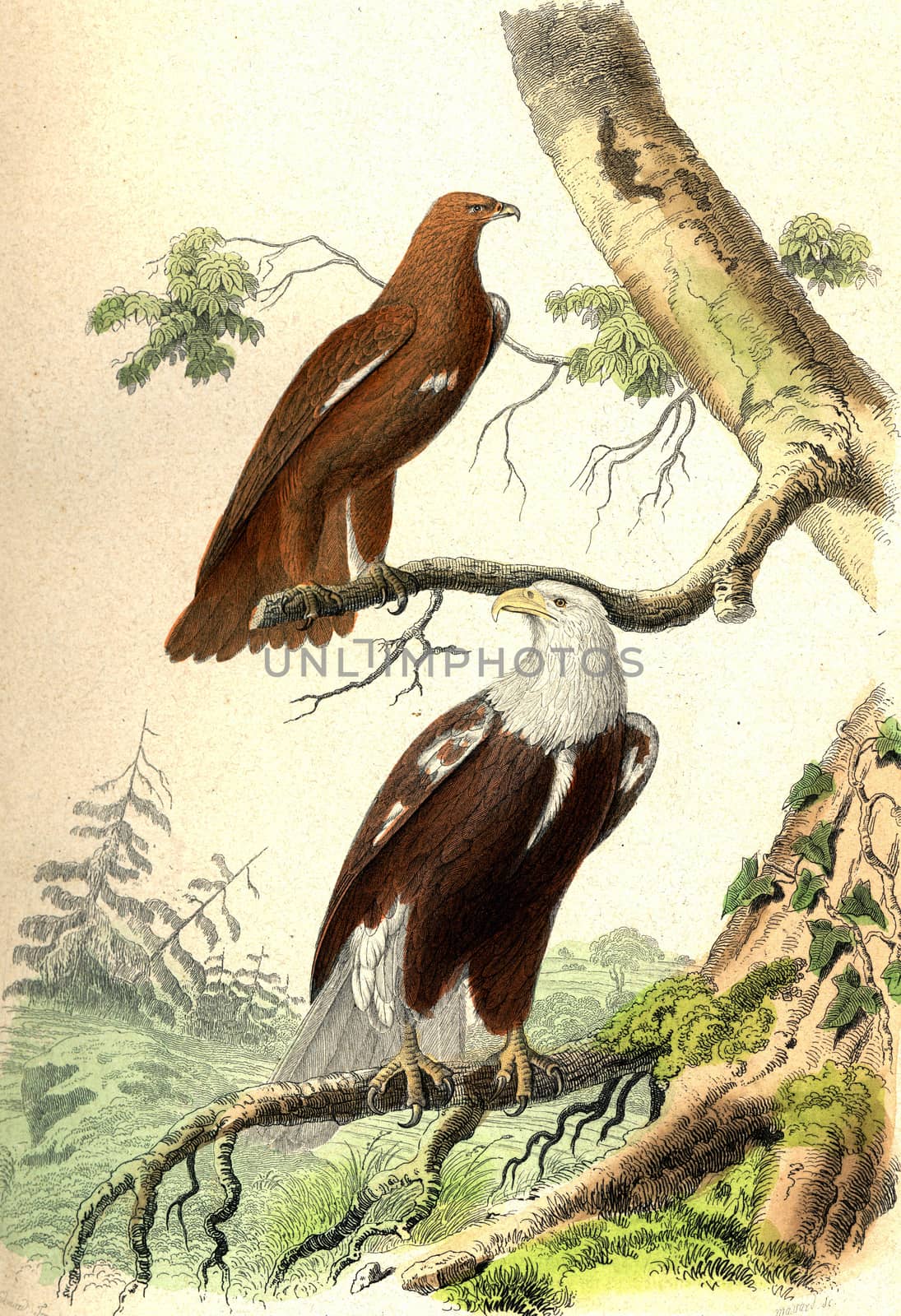 The Little Eagle or Eagle Screaming, The Eagle, vintage engraved illustration. From Buffon Complete Work.
