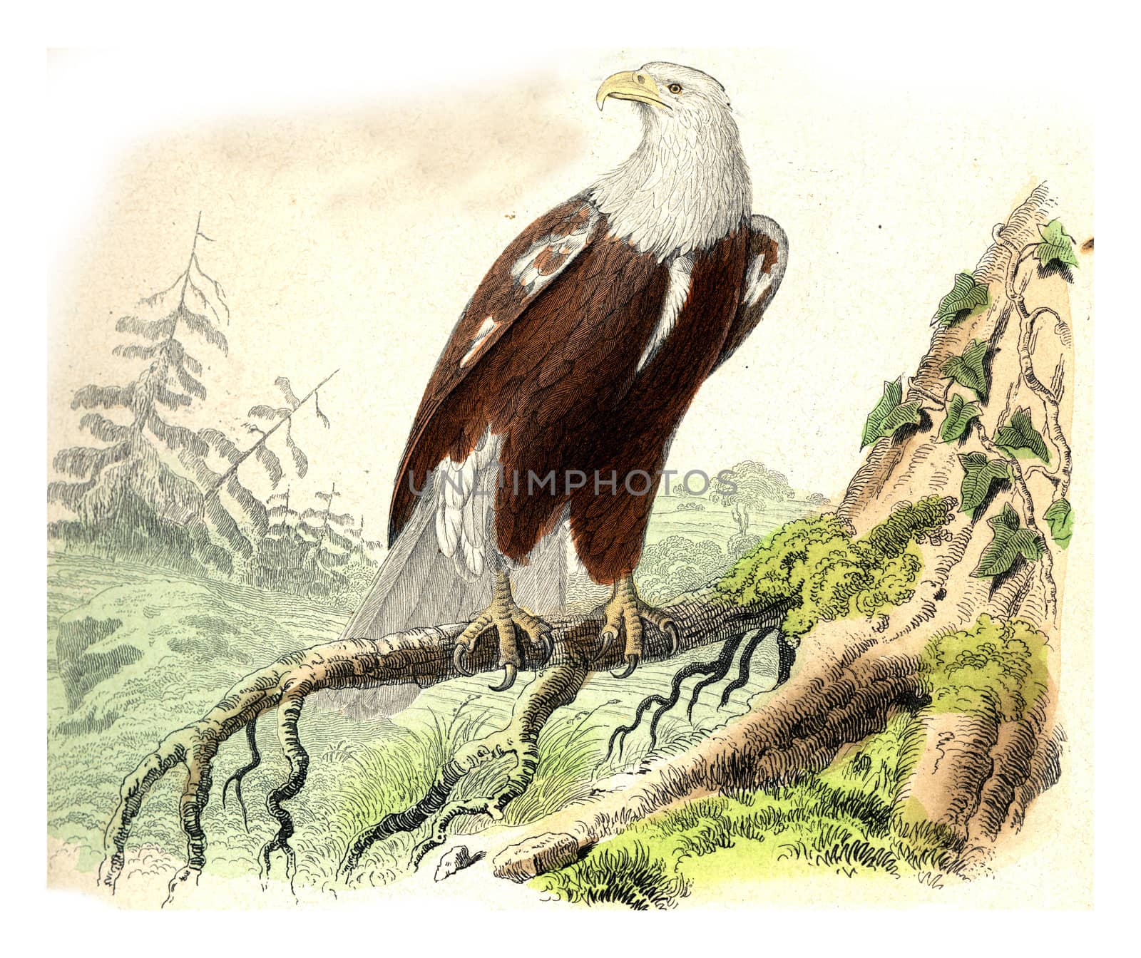 The Eagle, vintage engraving. by Morphart