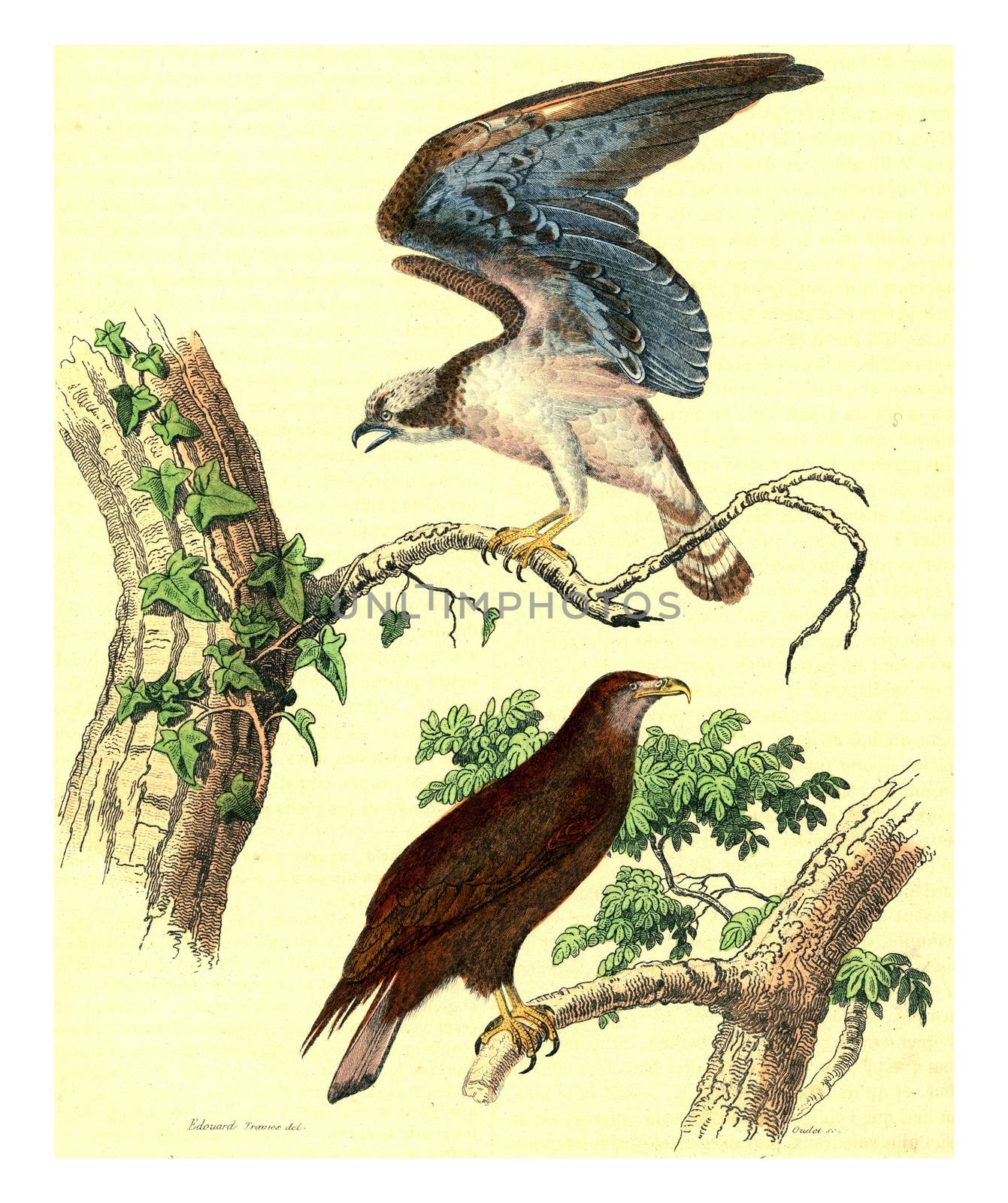 Osprey, The sea eagle, vintage engraved illustration. From Buffon Complete Work.
