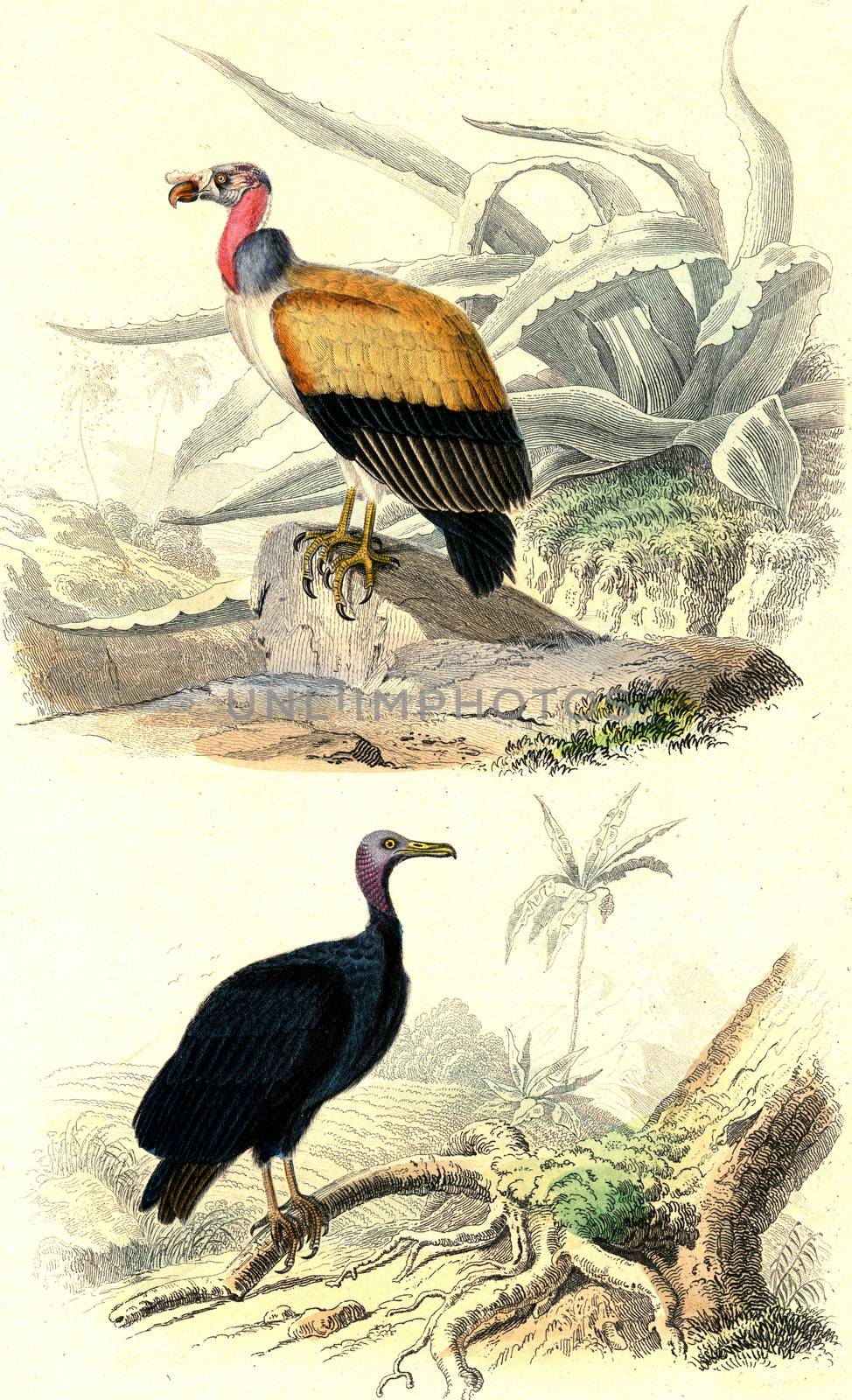 The king vultures, Vultures, vintage engraving. by Morphart