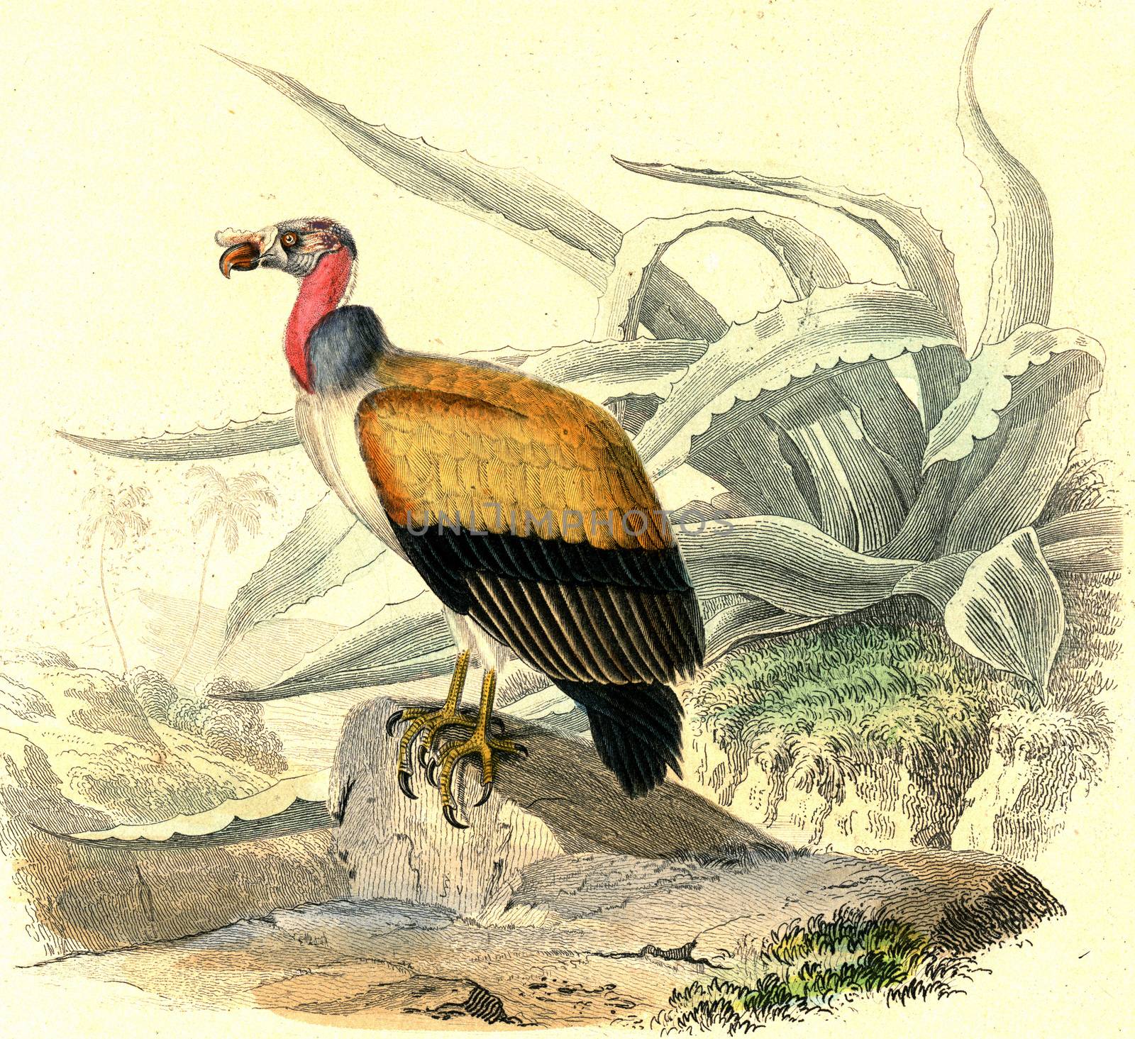 King vulture, vintage engraving. by Morphart