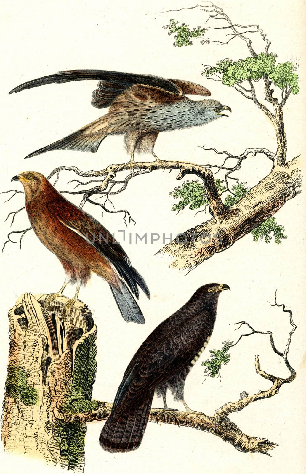 Milan, honey, buzzard, vintage engraving. by Morphart