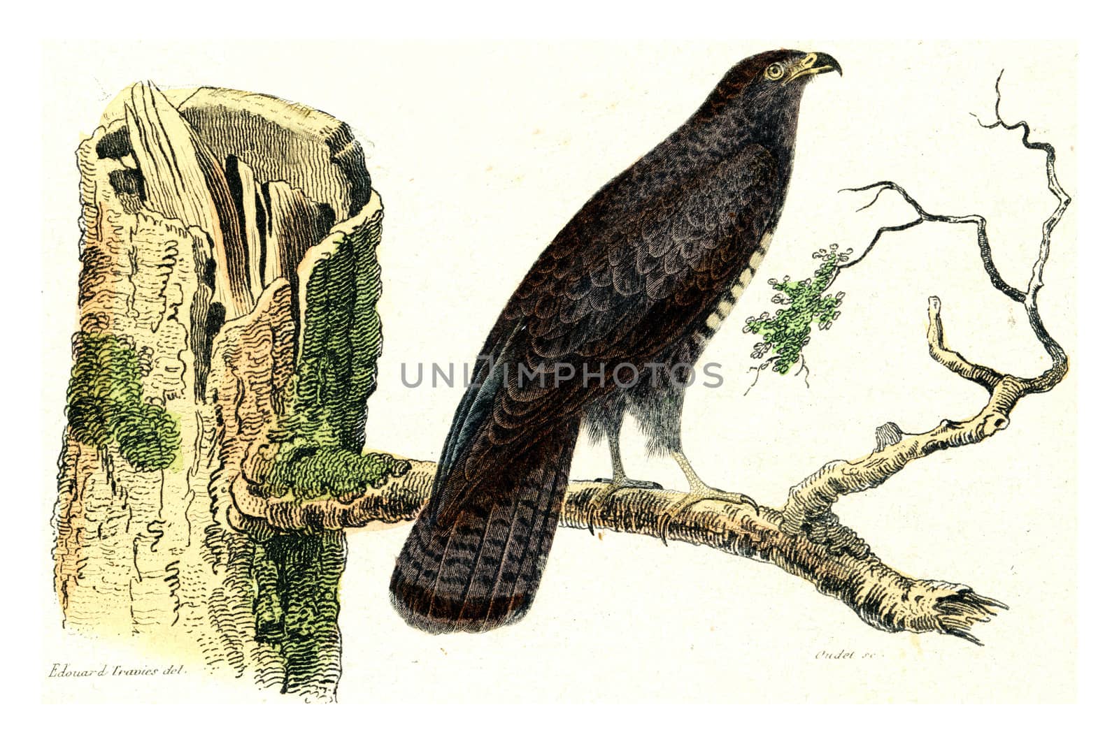 The Buzzard, vintage engraving. by Morphart