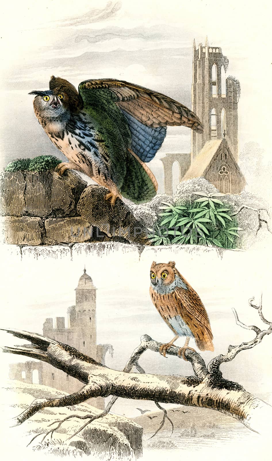 The Grand Duke, The scops, vintage engraved illustration. From Buffon Complete Work.
