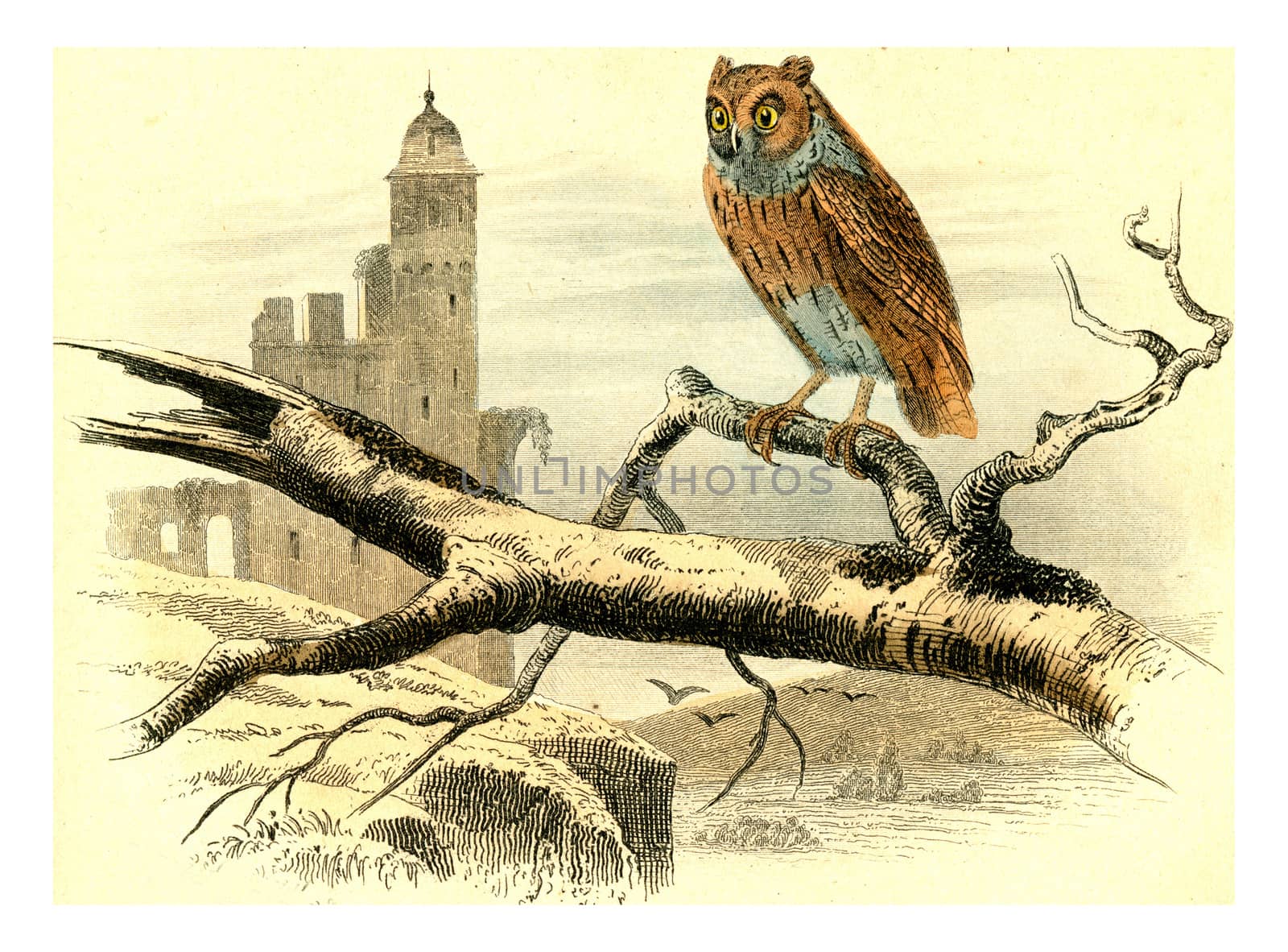 Scops owl, vintage engraving. by Morphart