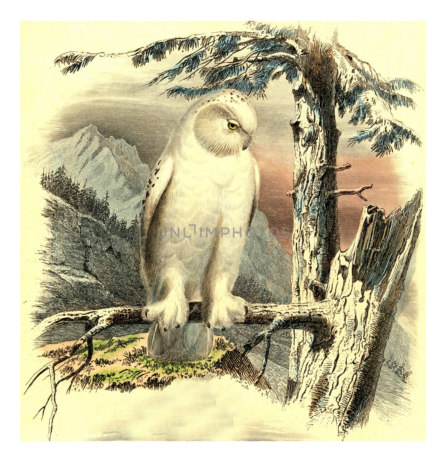 Snowy owl, vintage engraved illustration. From Buffon Complete Work.
