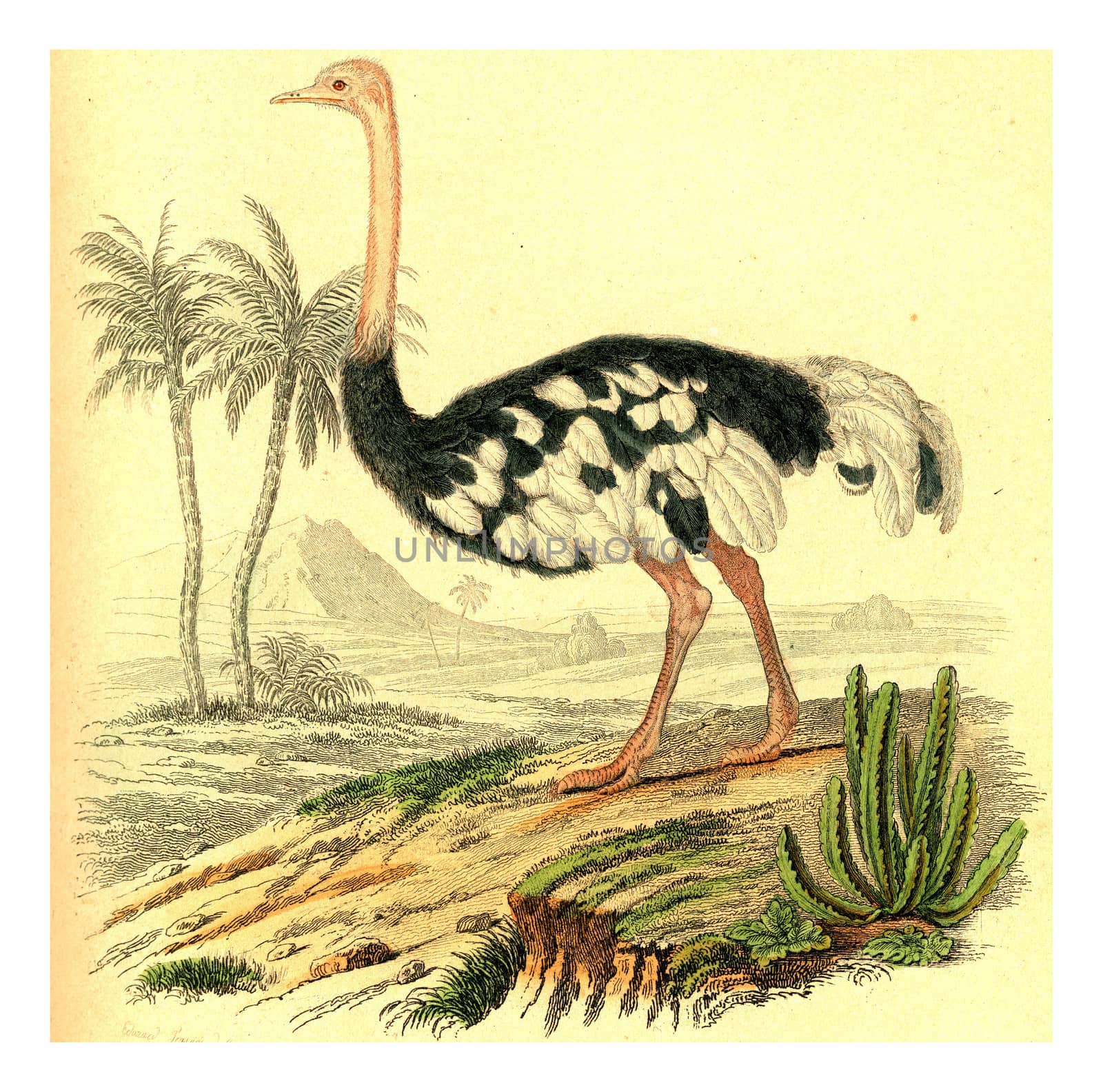 Ostrich, vintage engraving. by Morphart
