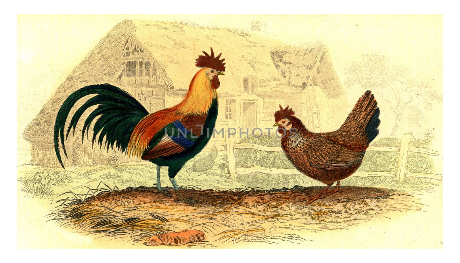 Rooster, hen, vintage engraving. by Morphart