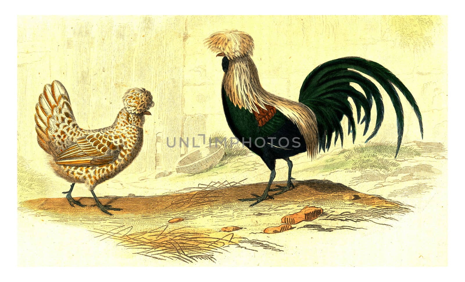 Hooded hen, The rooster crest, vintage engraved illustration. From Buffon Complete Work.

