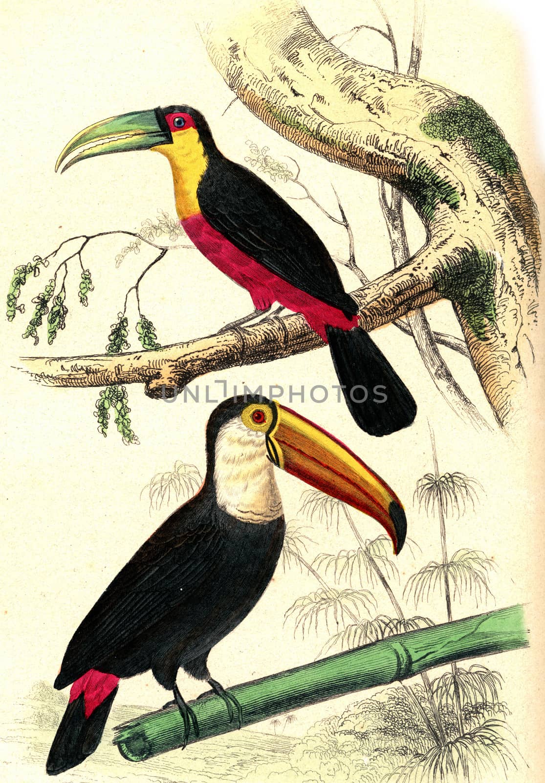 The Toucan has a red belly, The Toucan, vintage engraving. by Morphart