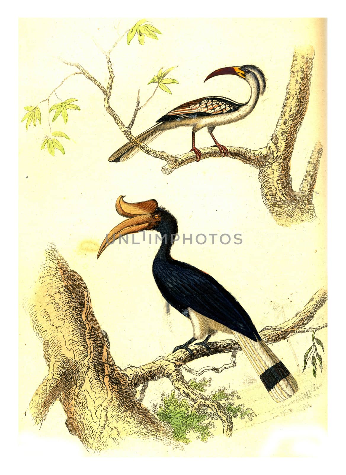 Hornbill, Rhinoceros Hornbill, vintage engraved illustration. From Buffon Complete Work.
