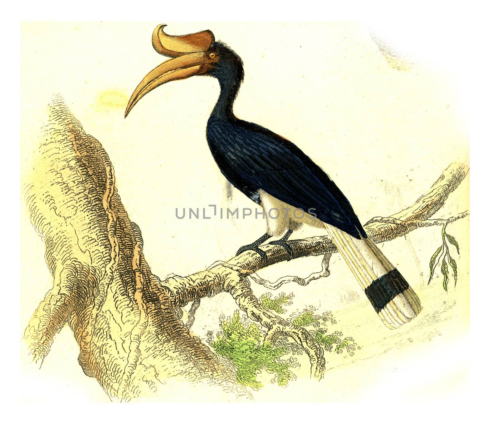 Rhinoceros hornbill, vintage engraving. by Morphart