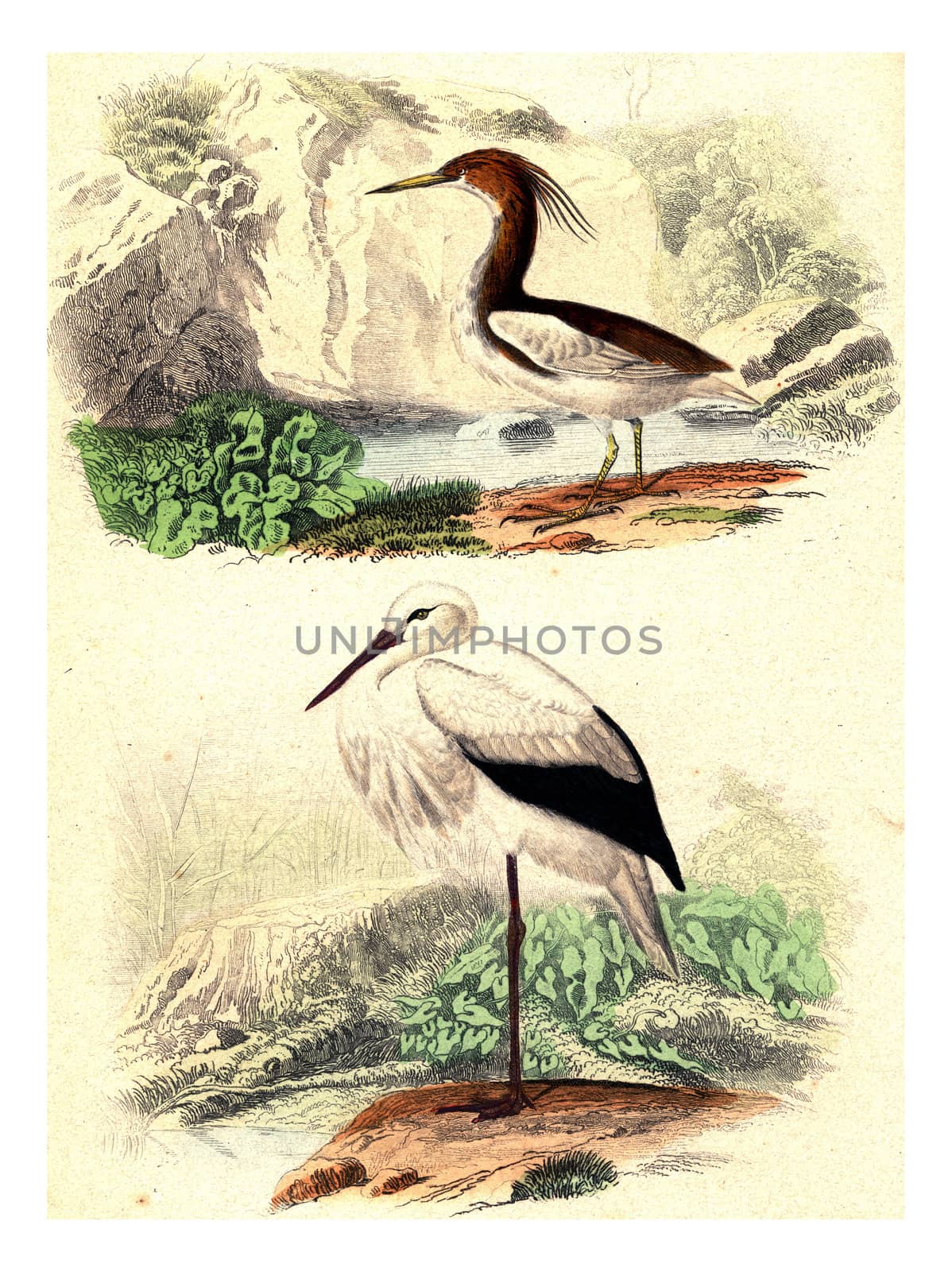 Crabier of mahon, The stork, vintage engraving. by Morphart